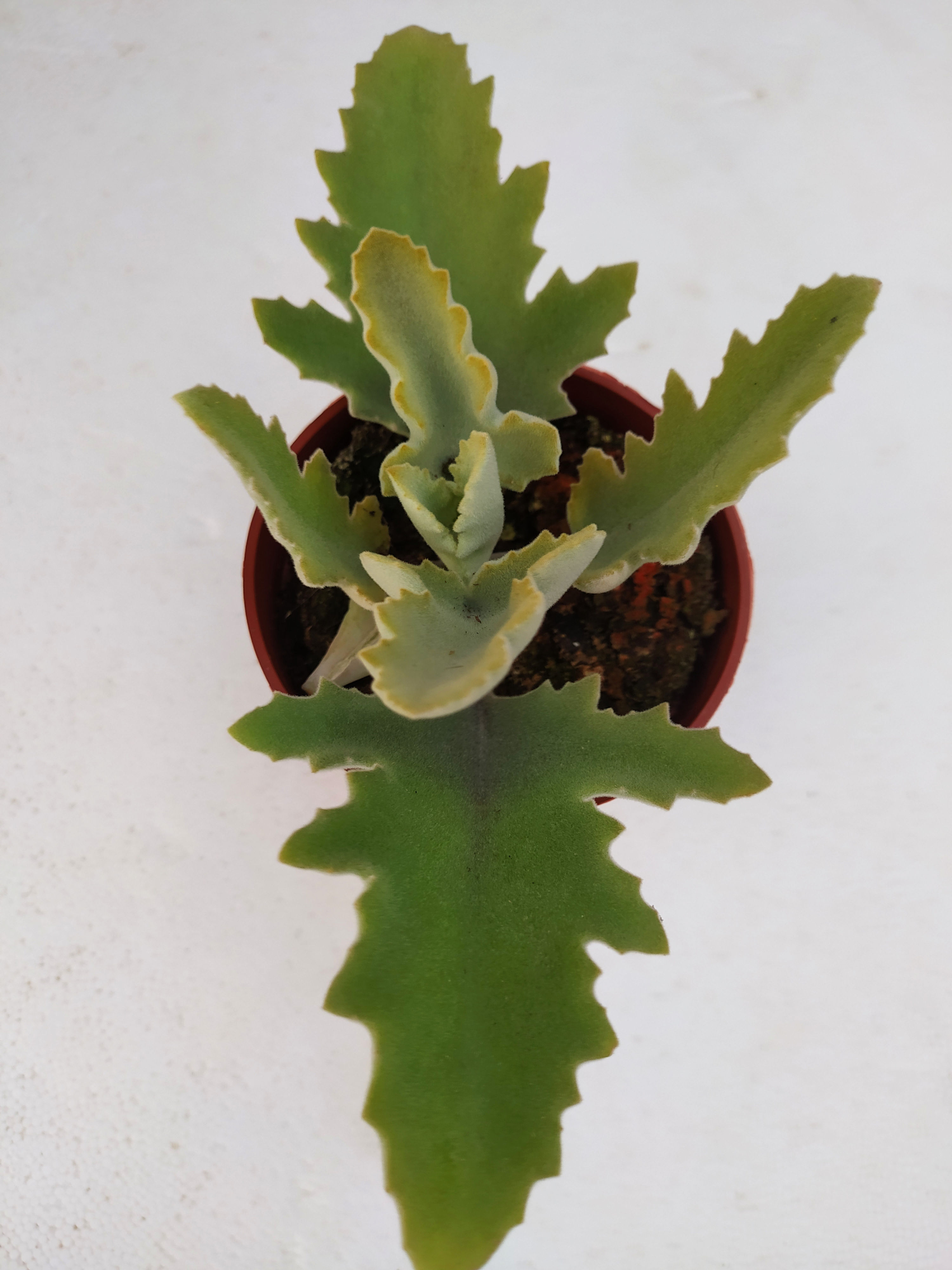 Kalanchoe Orgyalus Glauca 8.5