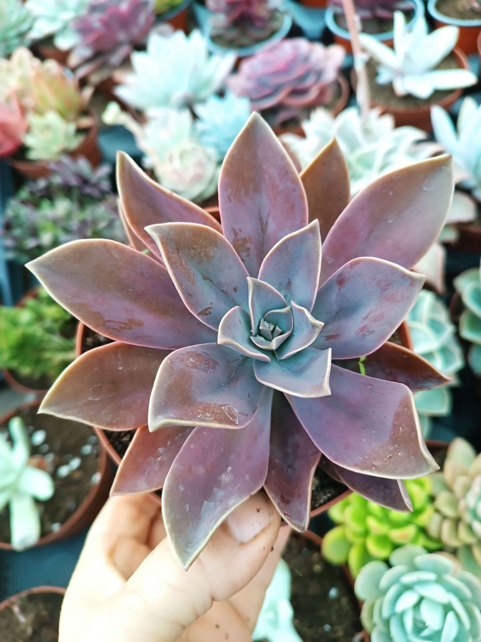 Echeveria Planta Suculenta  