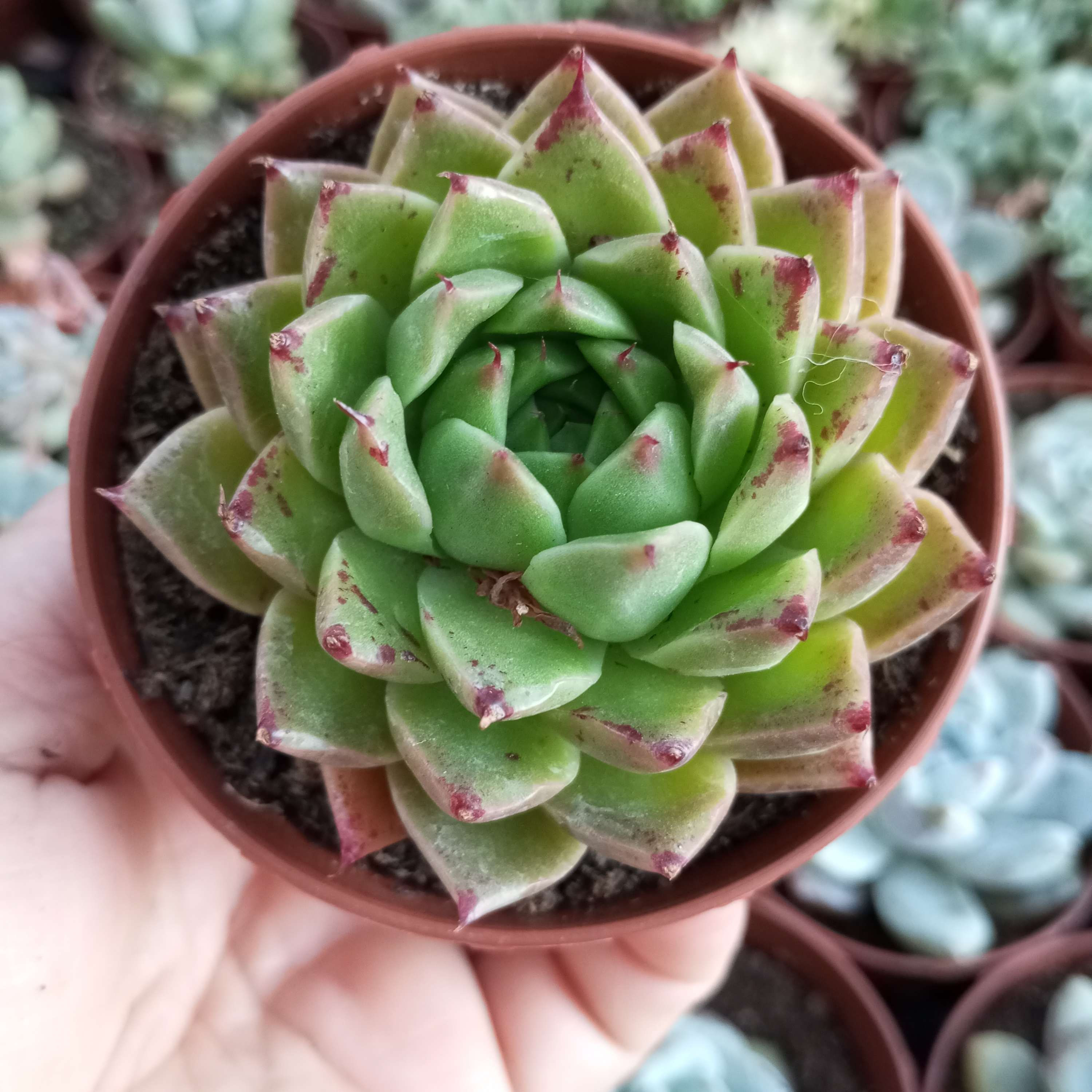 Echeveria Spy Korean  8.5