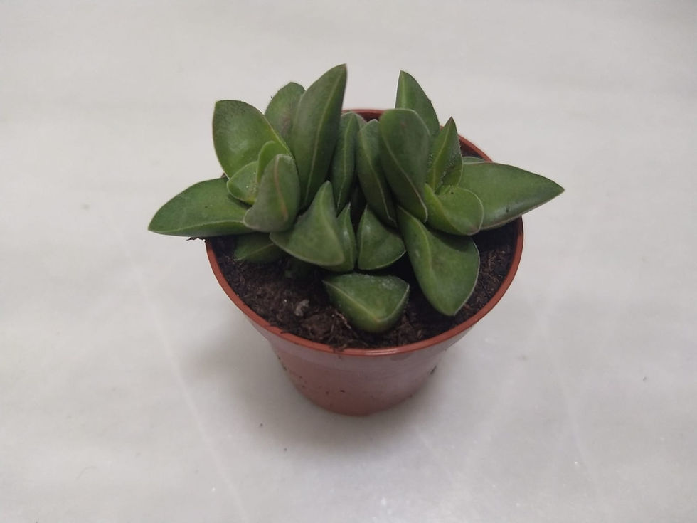 Miniatura: Crassula "Springtime"