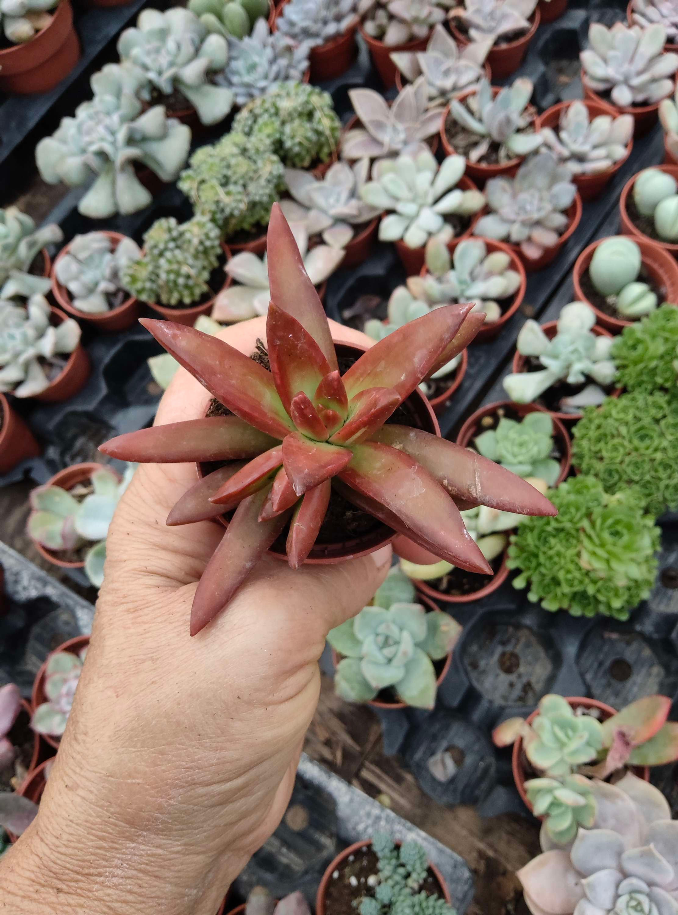 Sedum Adolhii 5cm