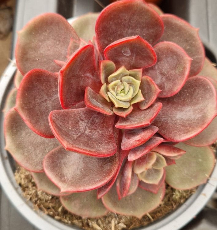 Echeveria Planta Suculenta