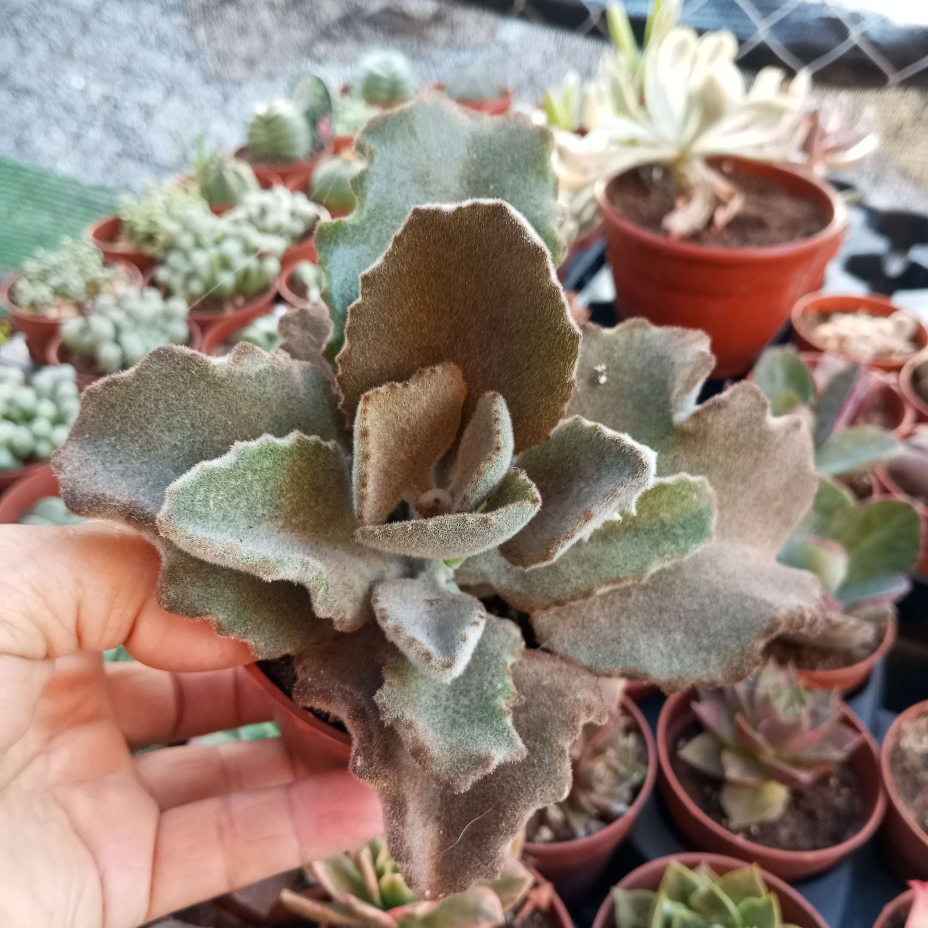 Kalanchoe Beharensis 8.5