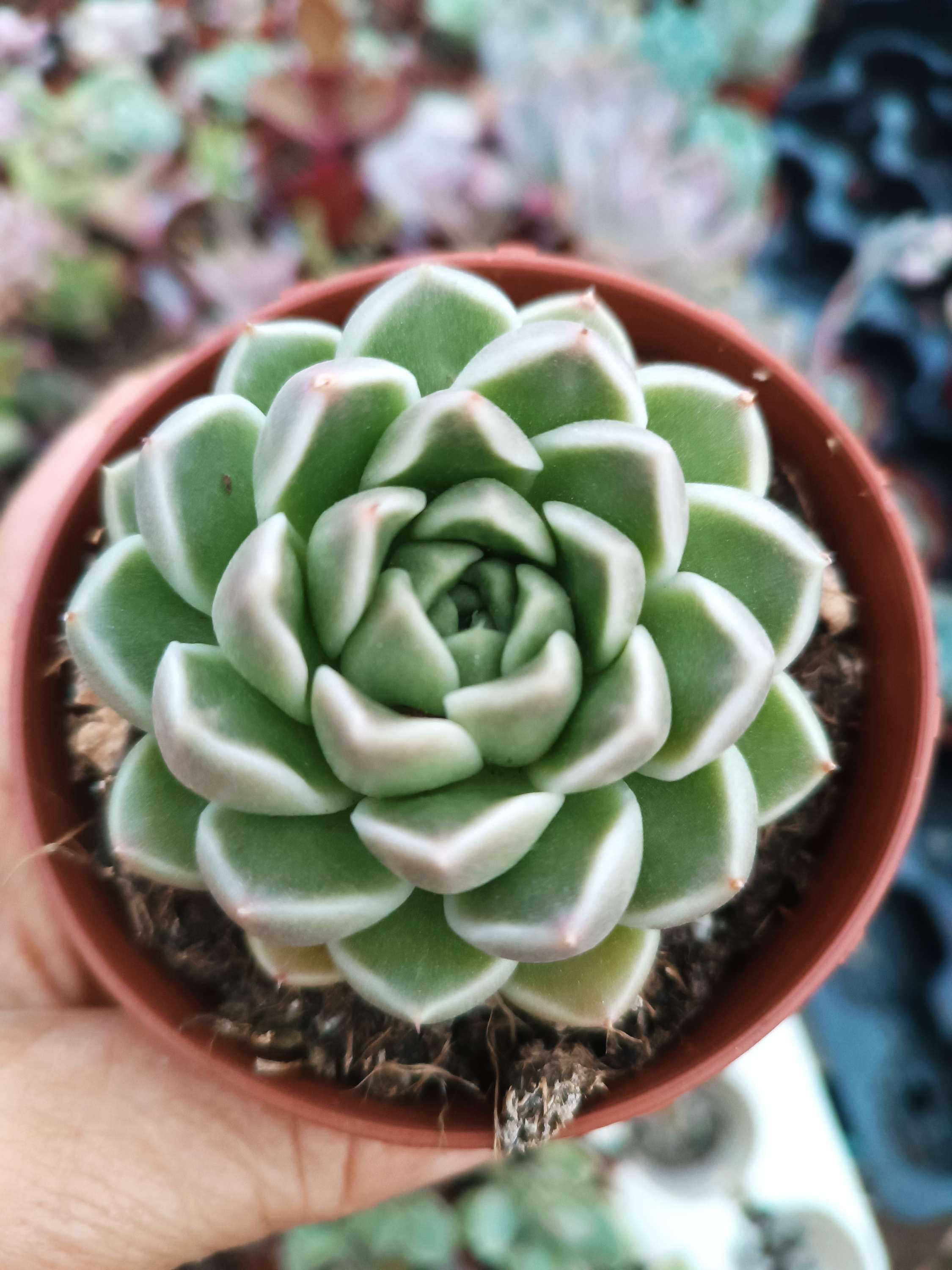 Echeveria  Gran Morata 8.5 cm
