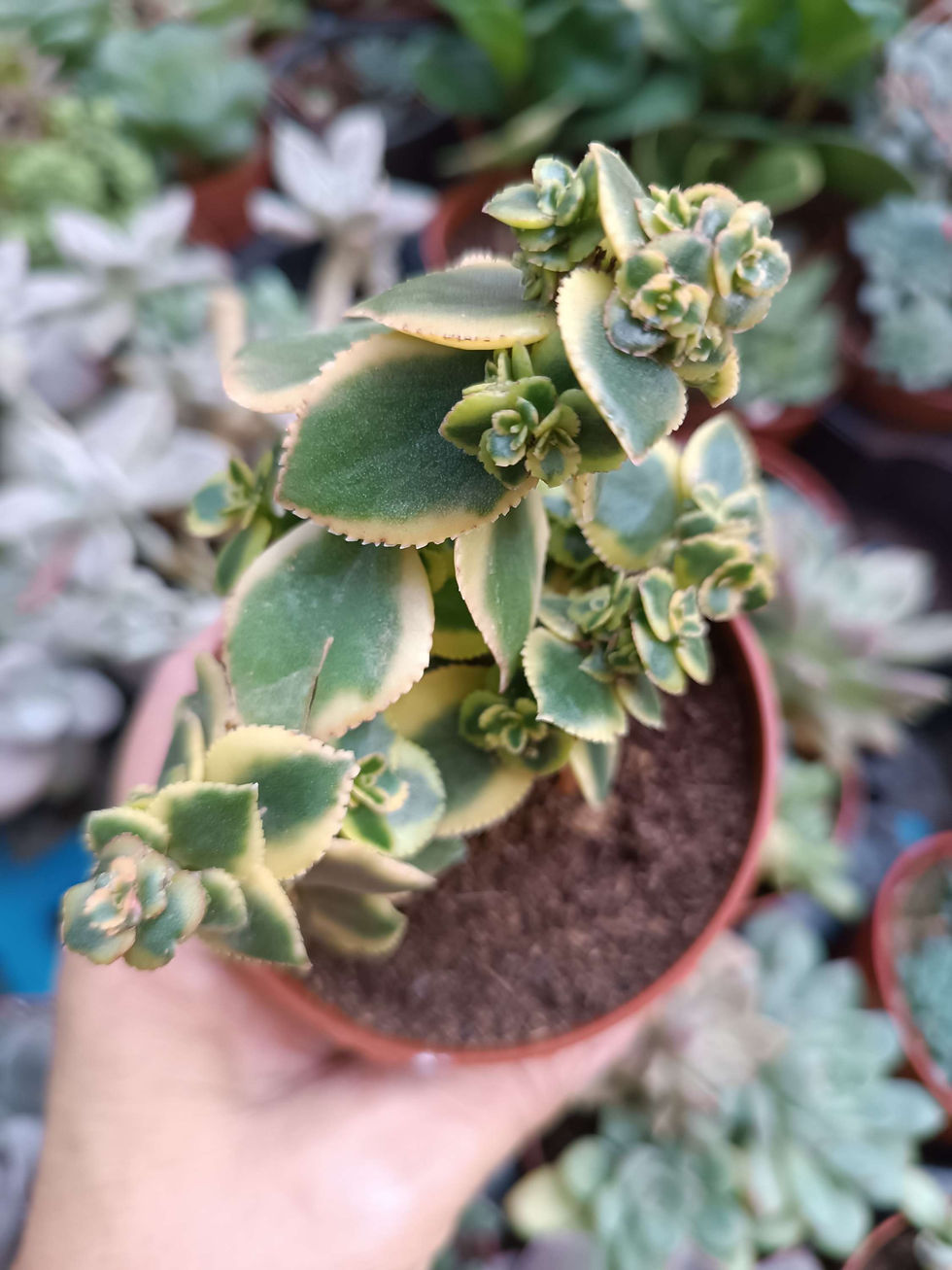 Miniatura: Crassula Sarmentosa 'Comet' - 8.5 cm