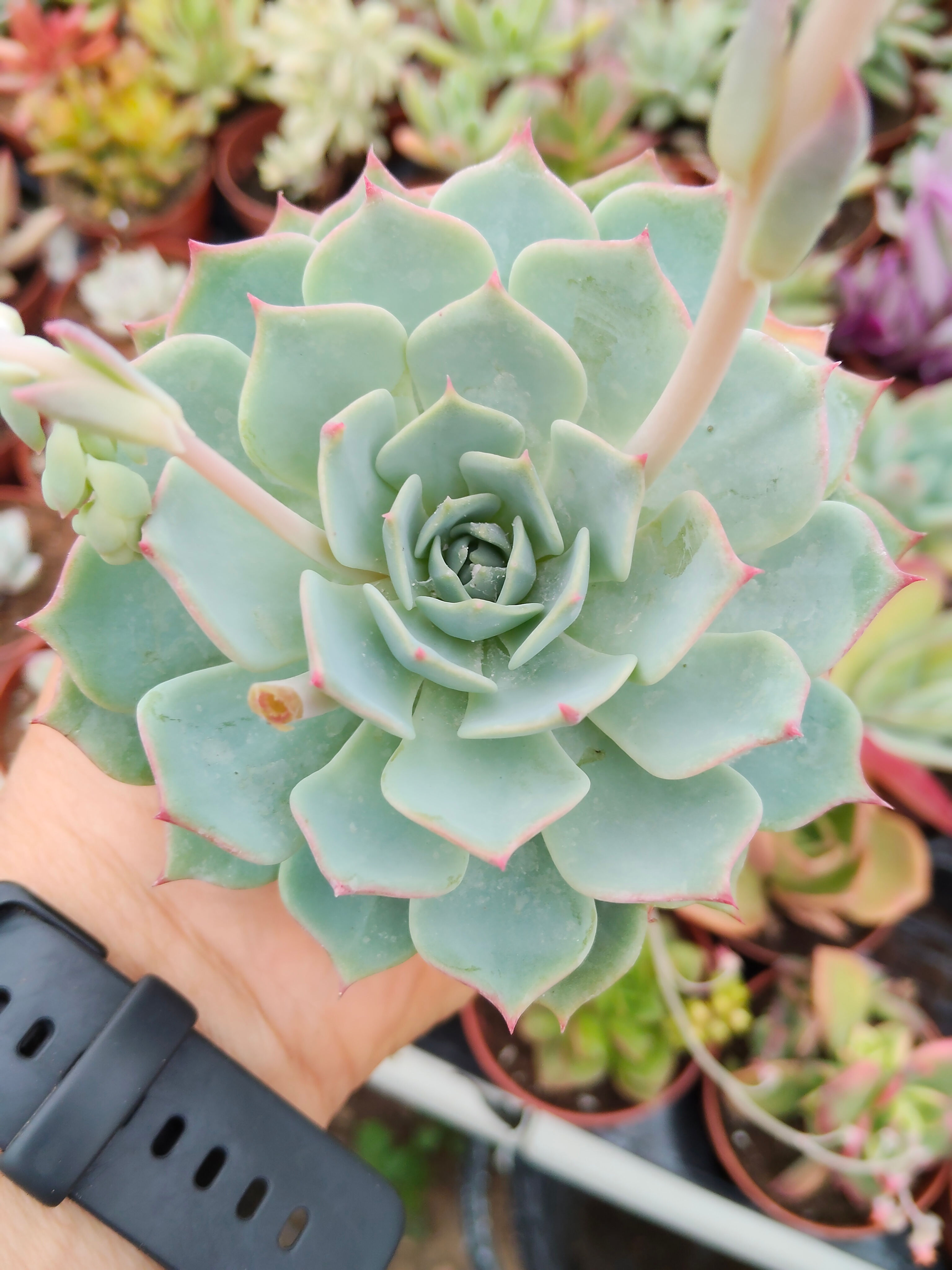 Echeveria imbricata  8.5 cm
