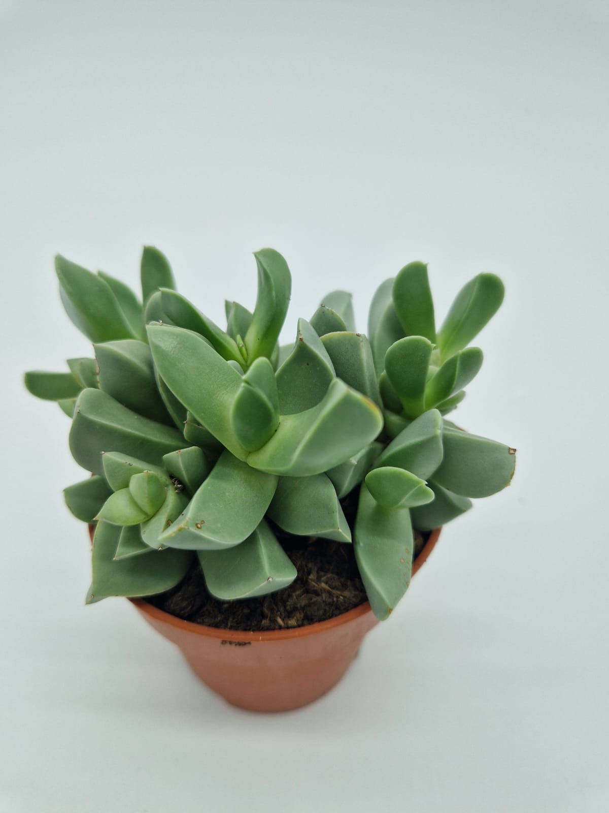 Faucaria Bosscheana 8.5