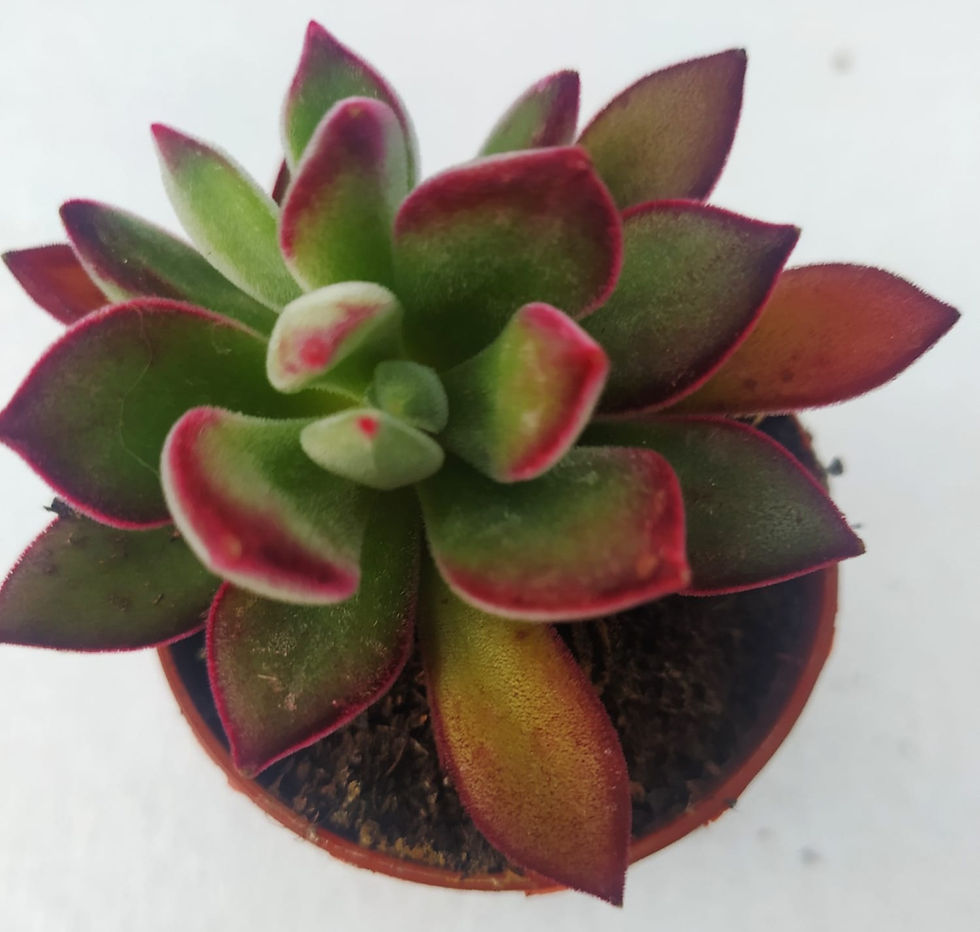 Miniatura: Echeveria Pulvinata Devotion 5.5 cm