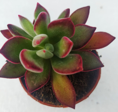 Echeveria Pulvinata DEVOTION 'BCEC12001' - Succulente Veloutée En Godet 6-10cm