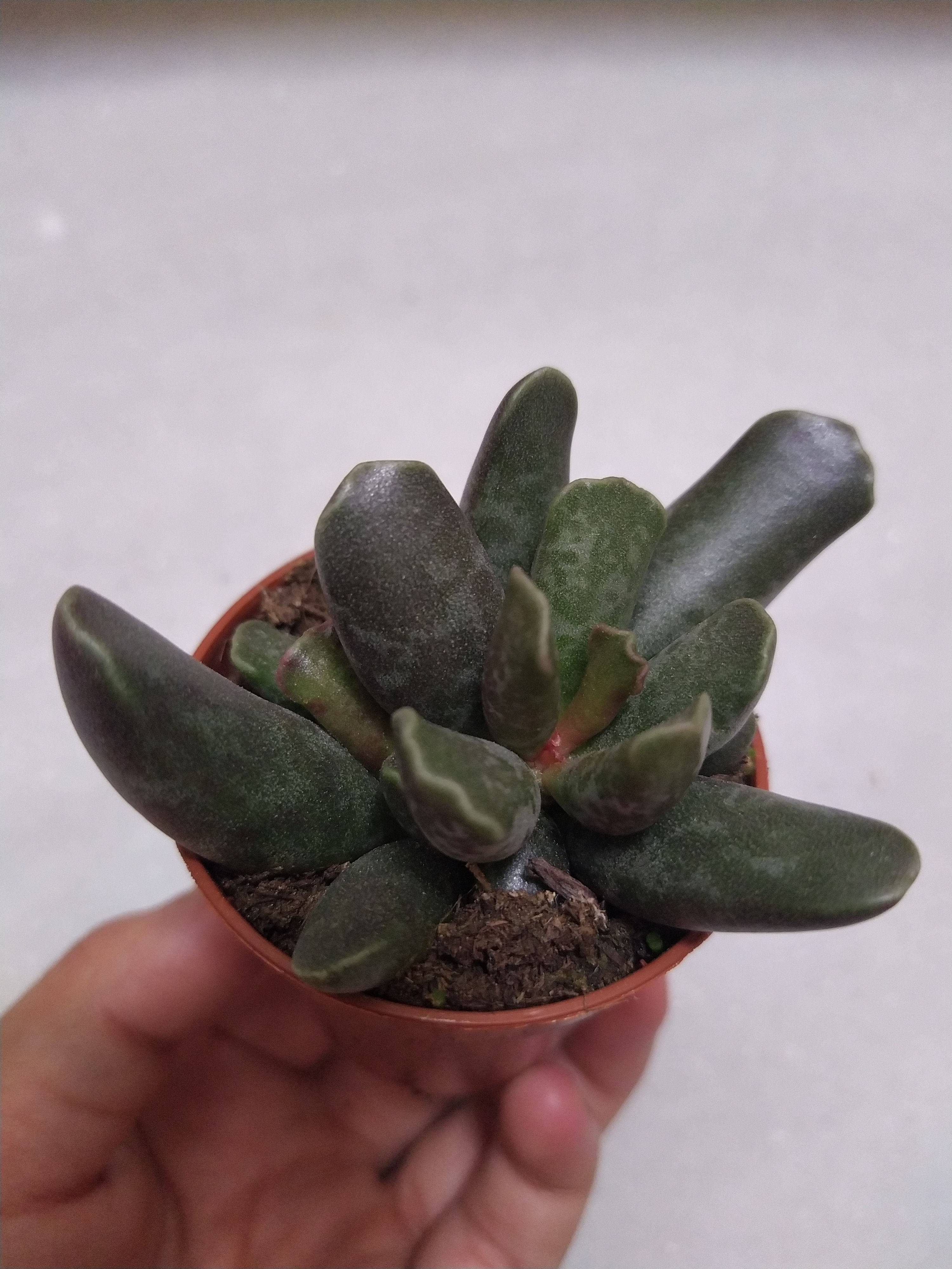 Adromischus Cooperi