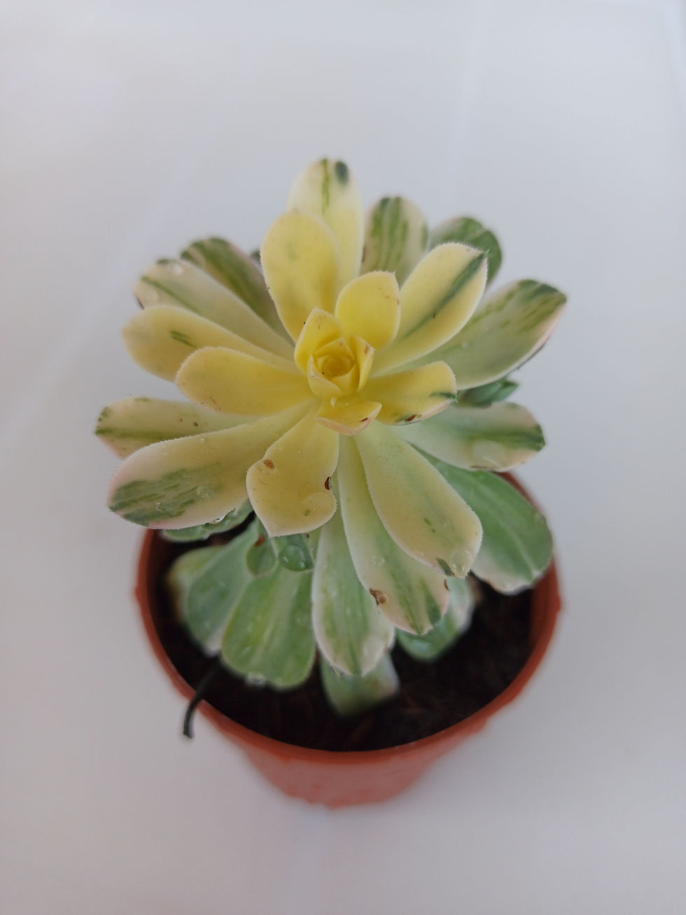 Miniatura: Aeonium Castello-Paivae Variegata