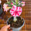 Miniatura: Adenium "Rosa del desierto"  injertada 20 cm