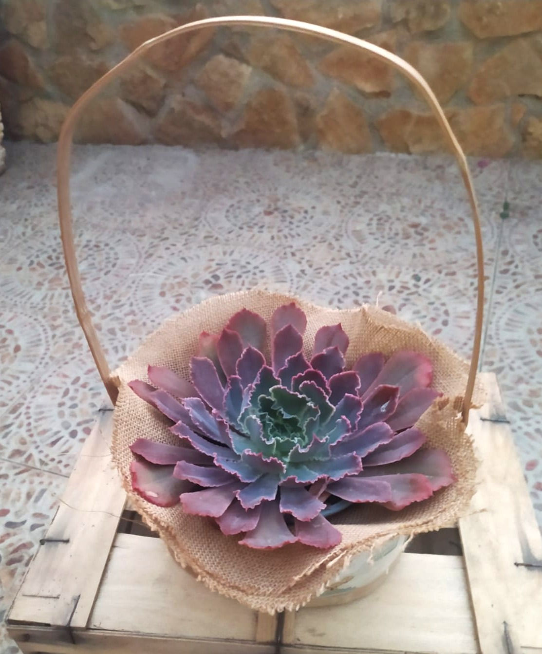 Cesta Suculenta Grande 13 cm