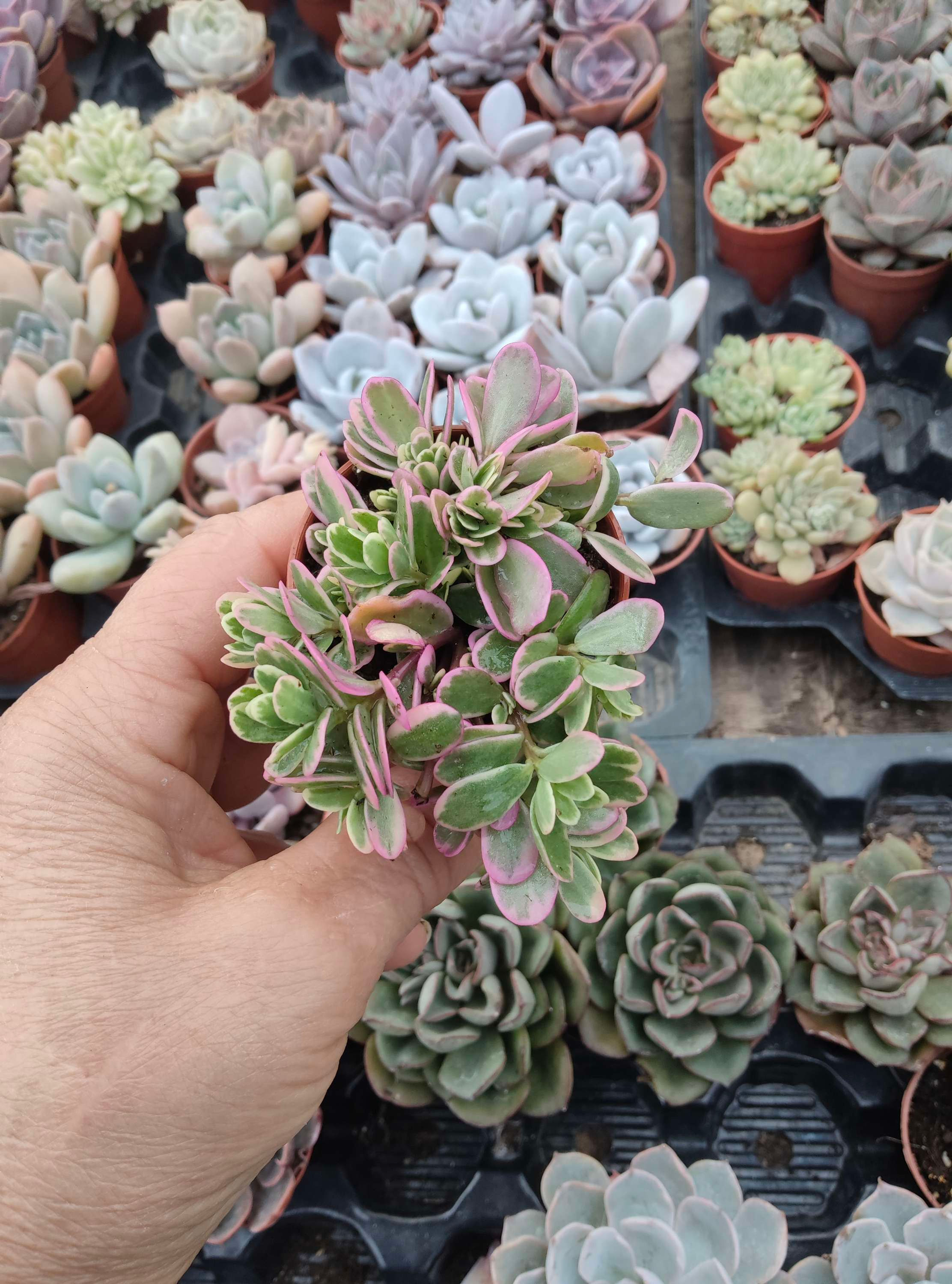 Sedum Spurium 5 .5cm