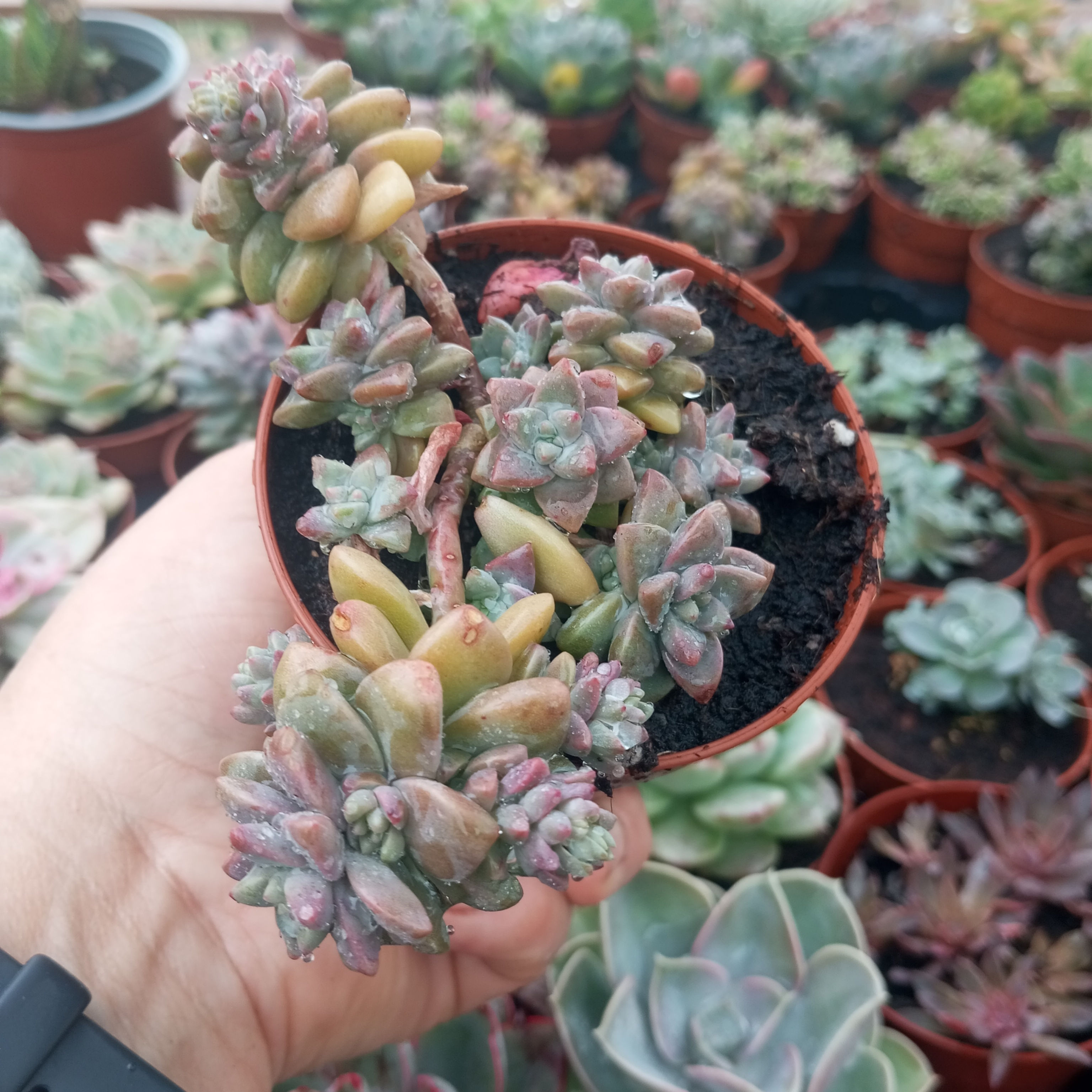 Echeveria amoena fma 8.cm