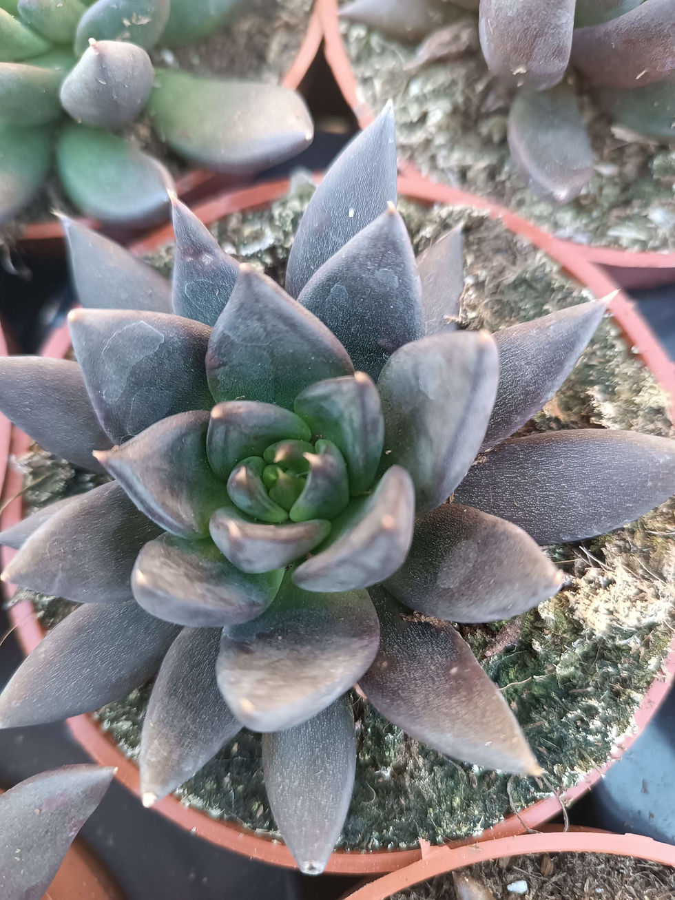 Echeveria Planta Suculenta 