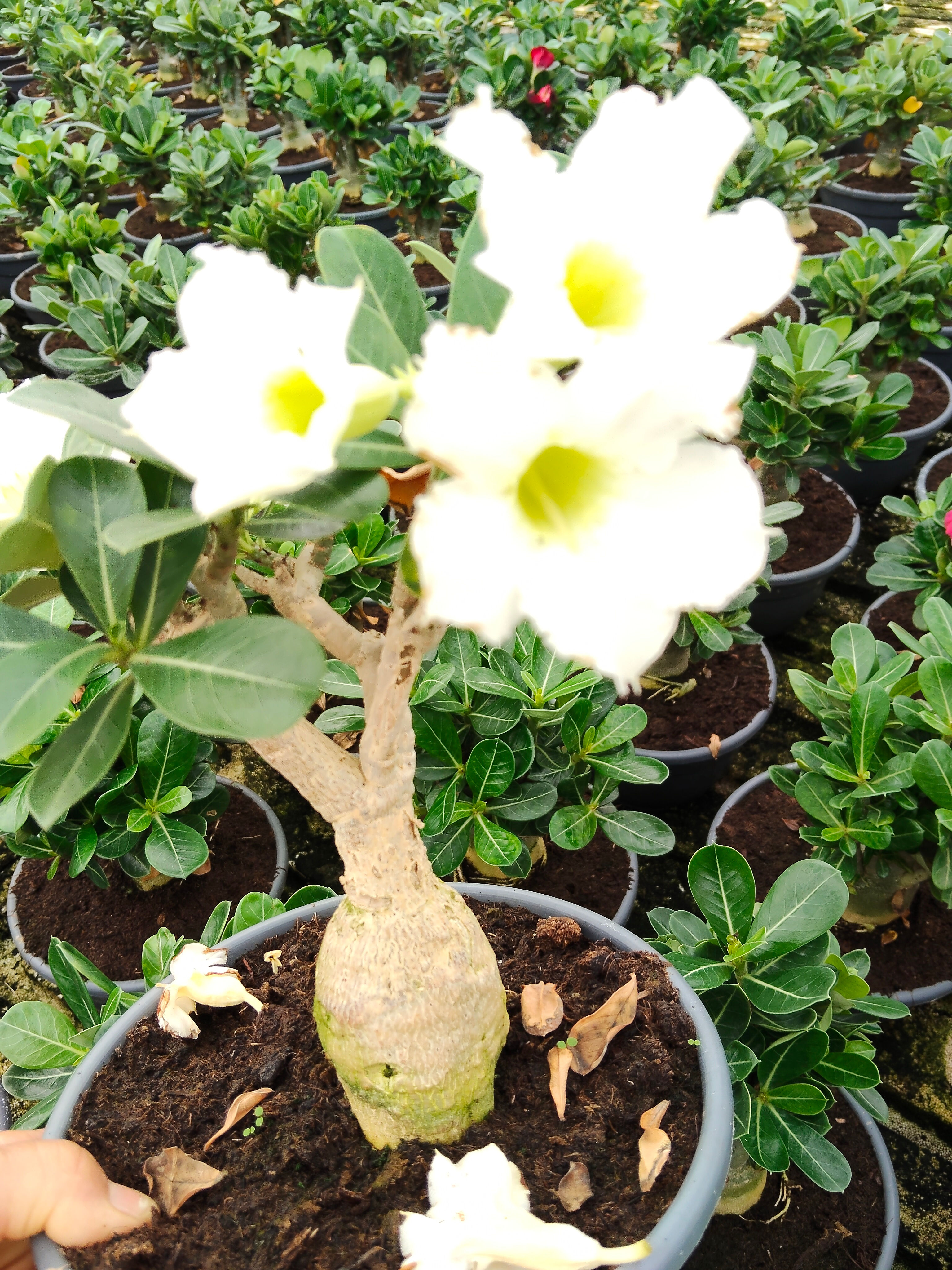 Adenium " Rosa del desierto" 20cm