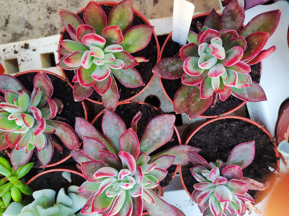 Miniatura: Echeveria Pulvinata Devotion 5.5 cm