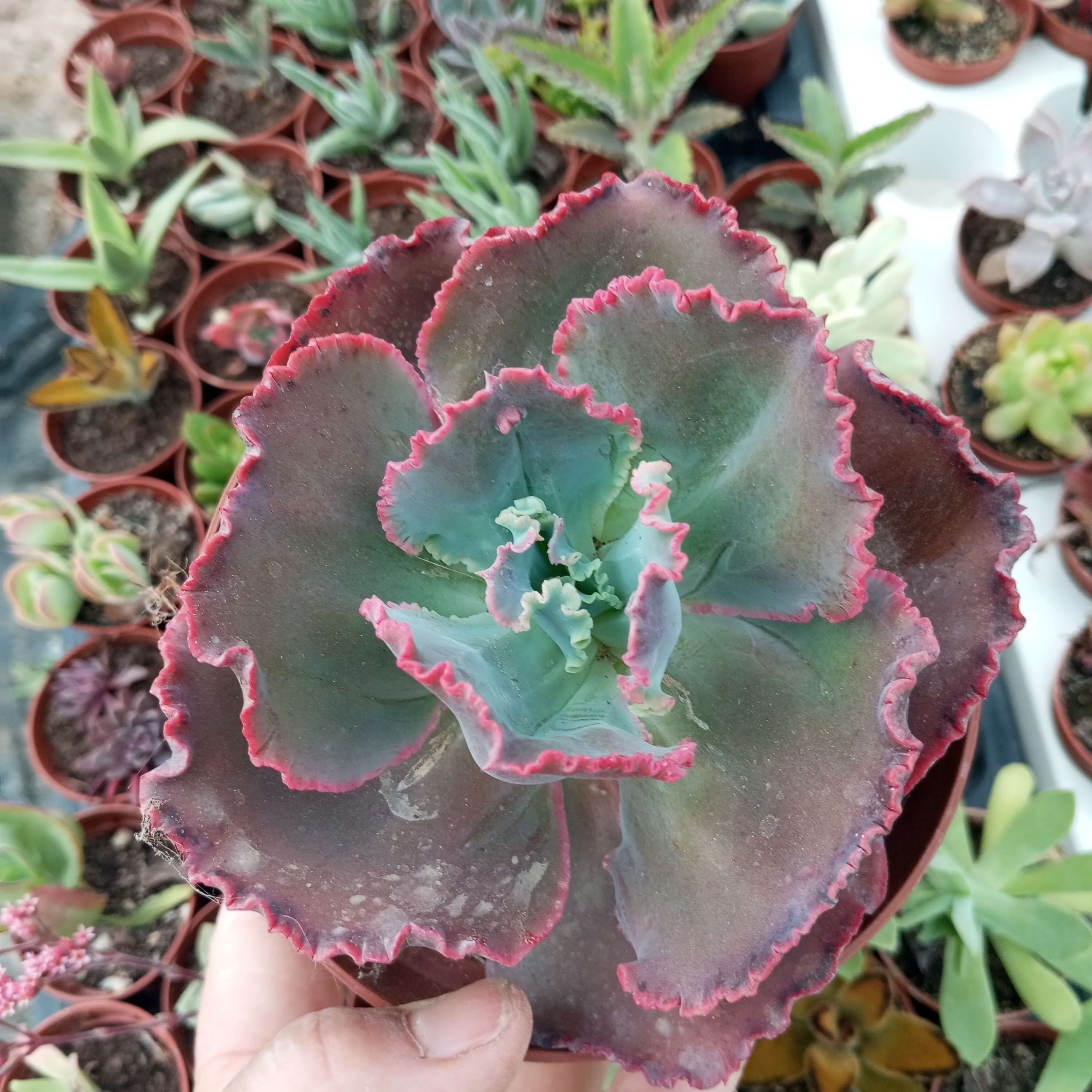 Planta Suculenta Echeveria Curls