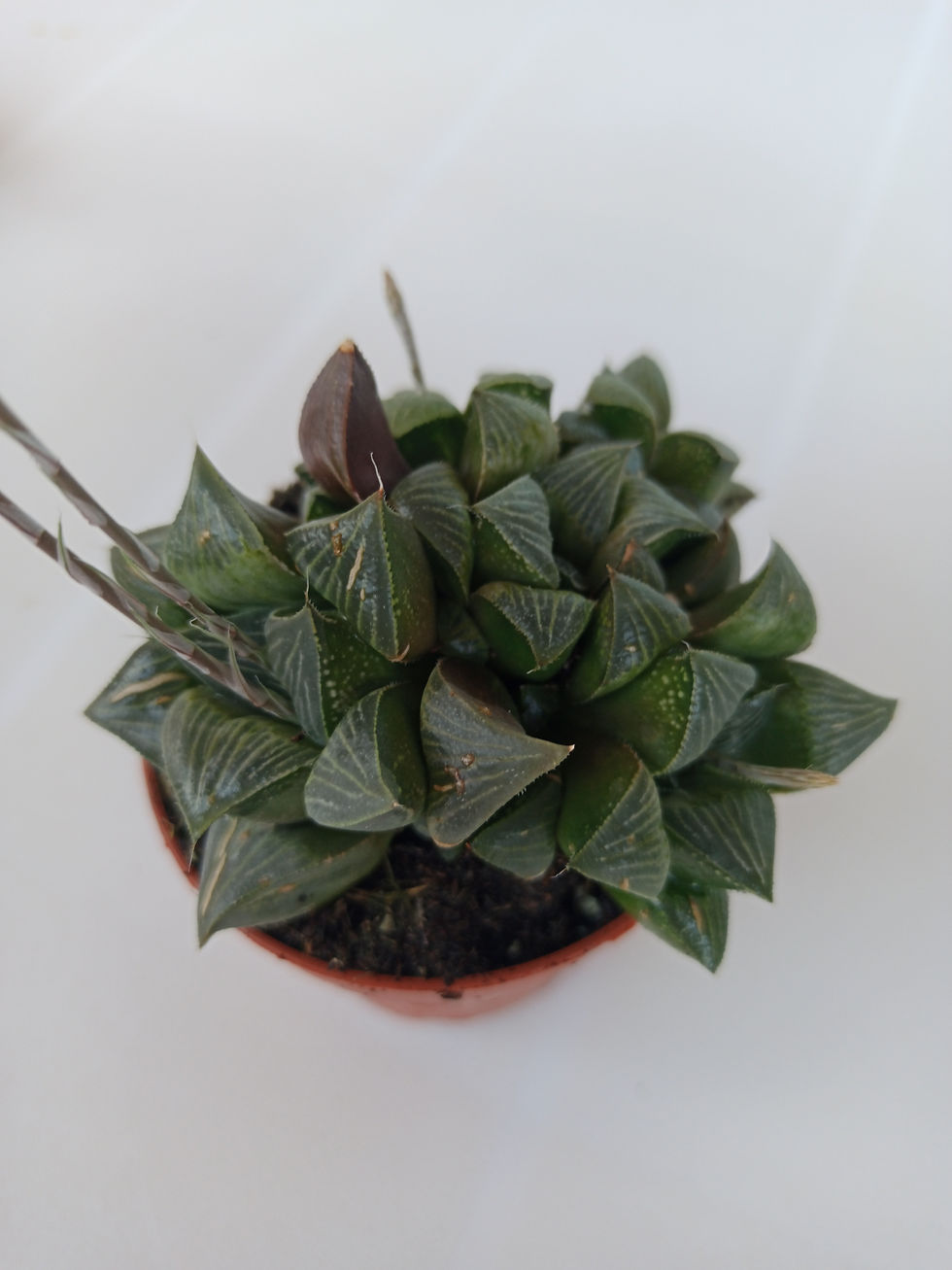 Miniatura: Haworthia magnifica