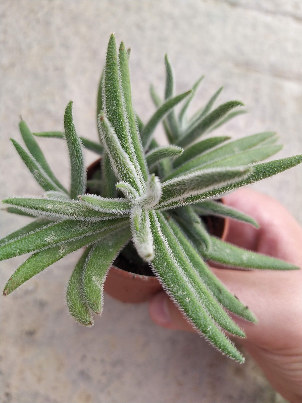 Miniatura: Crassula Hirta