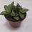 Miniatura: Crassula "Springtime"