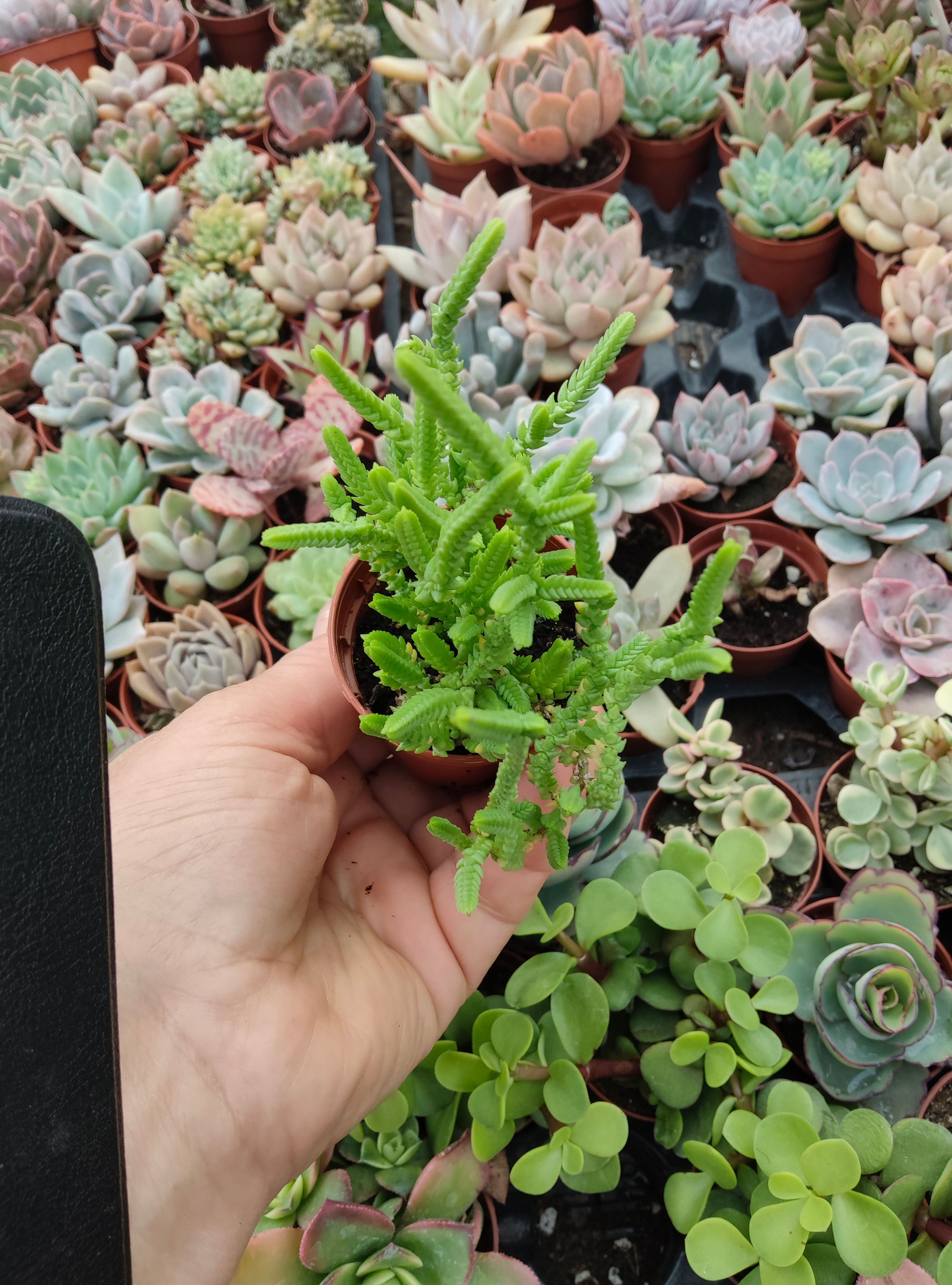 Crassula muscosa 5.5