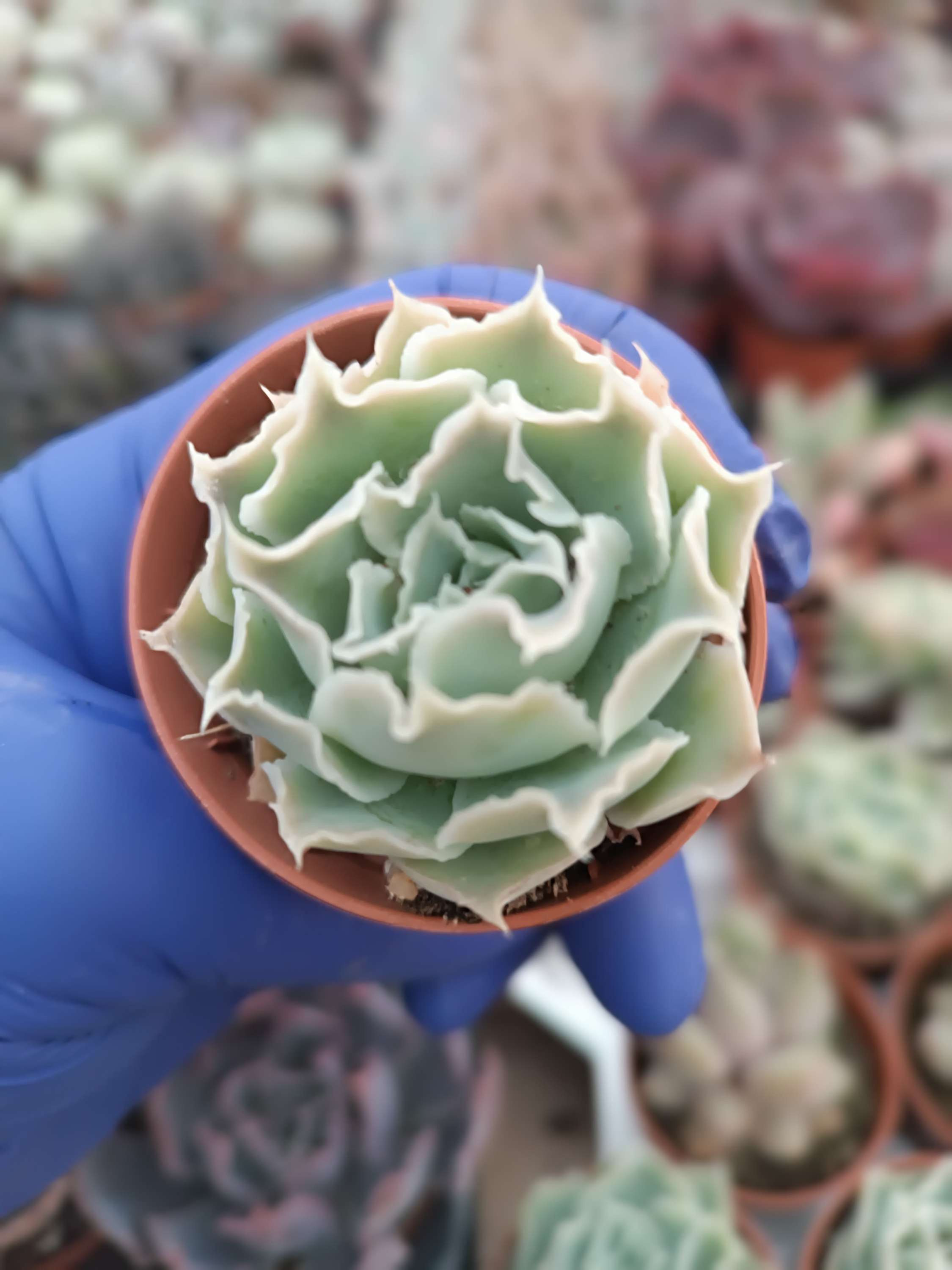 Echeveria Planta Suculenta  