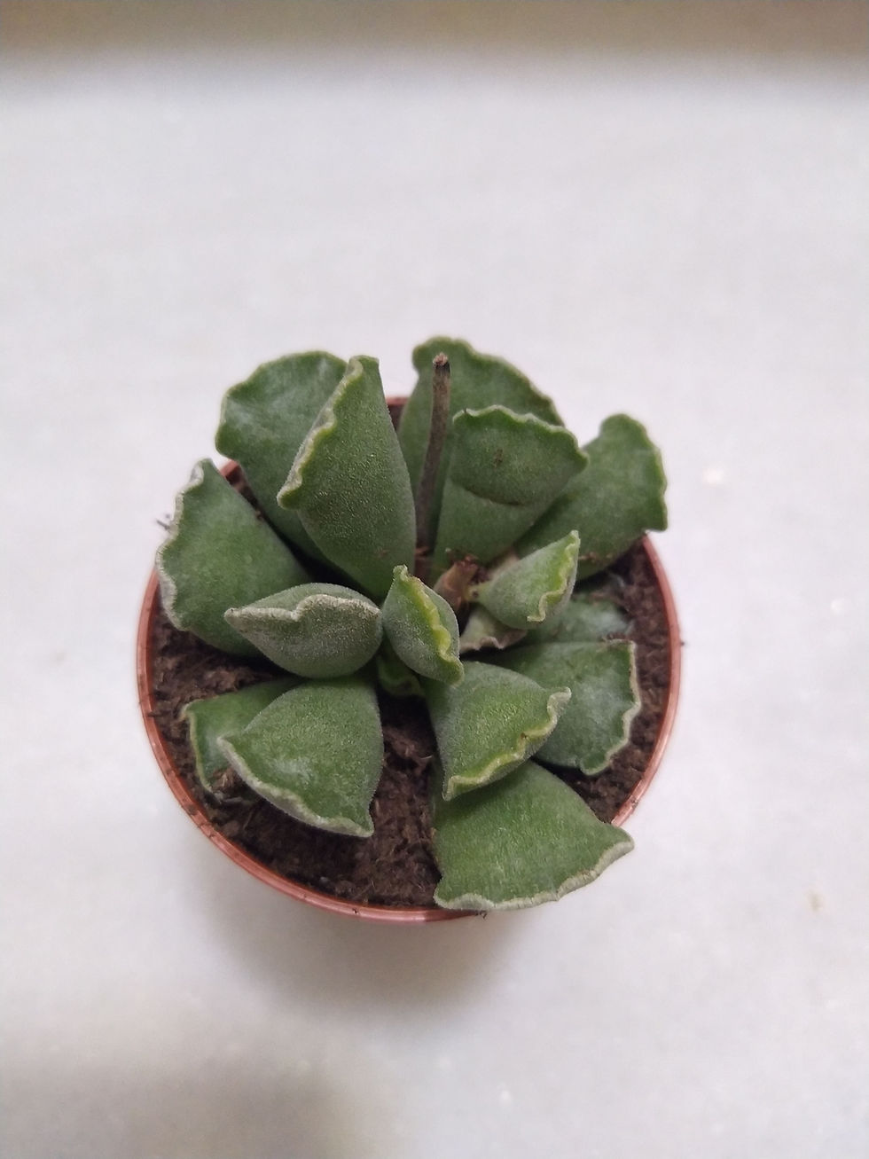 Miniatura: Adromischus Cristatus