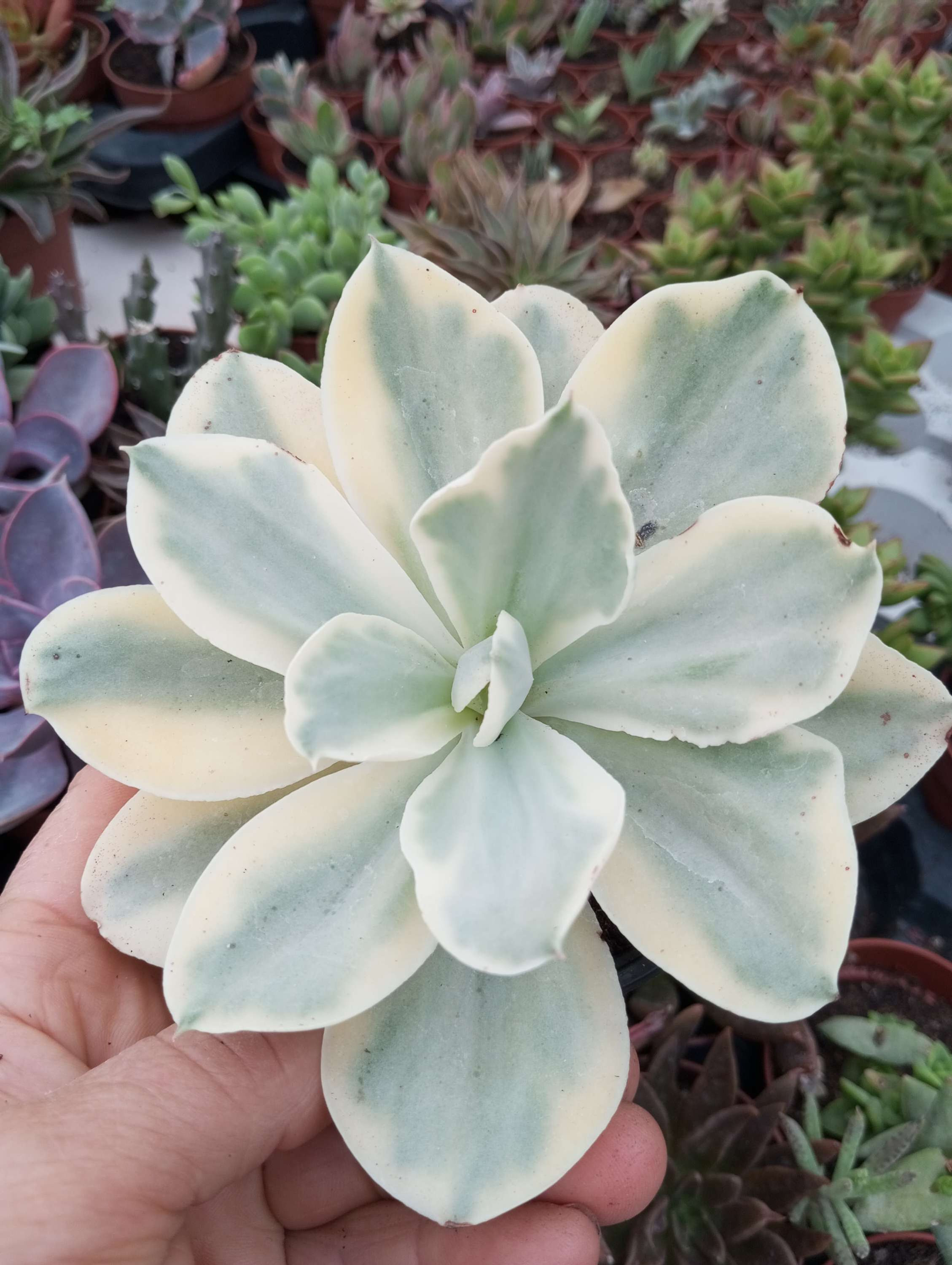 Echeveria Japan Moon River variegada  10.5 cm