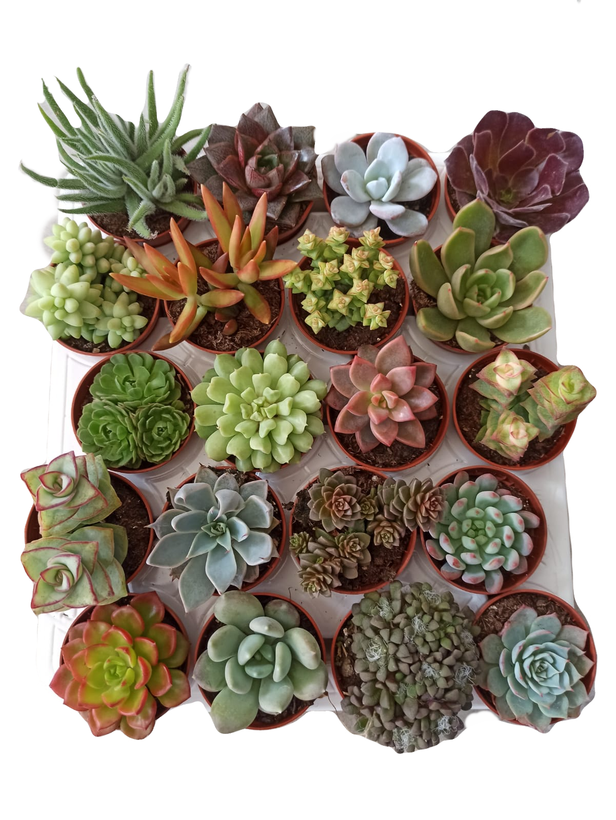 Suculenta variadas - Bandeja 20