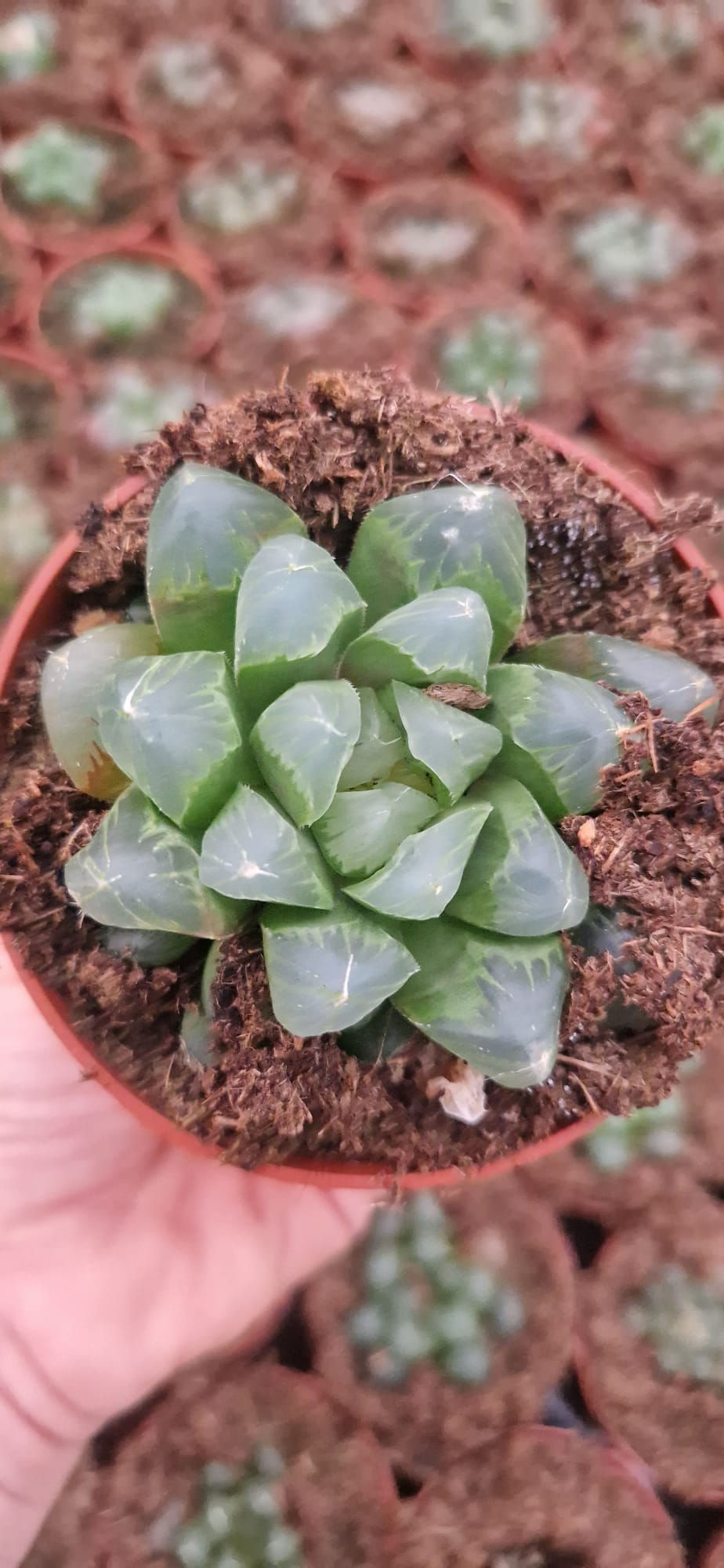 Miniatura: Haworthia Cooperi var. truncata 8.5 cm