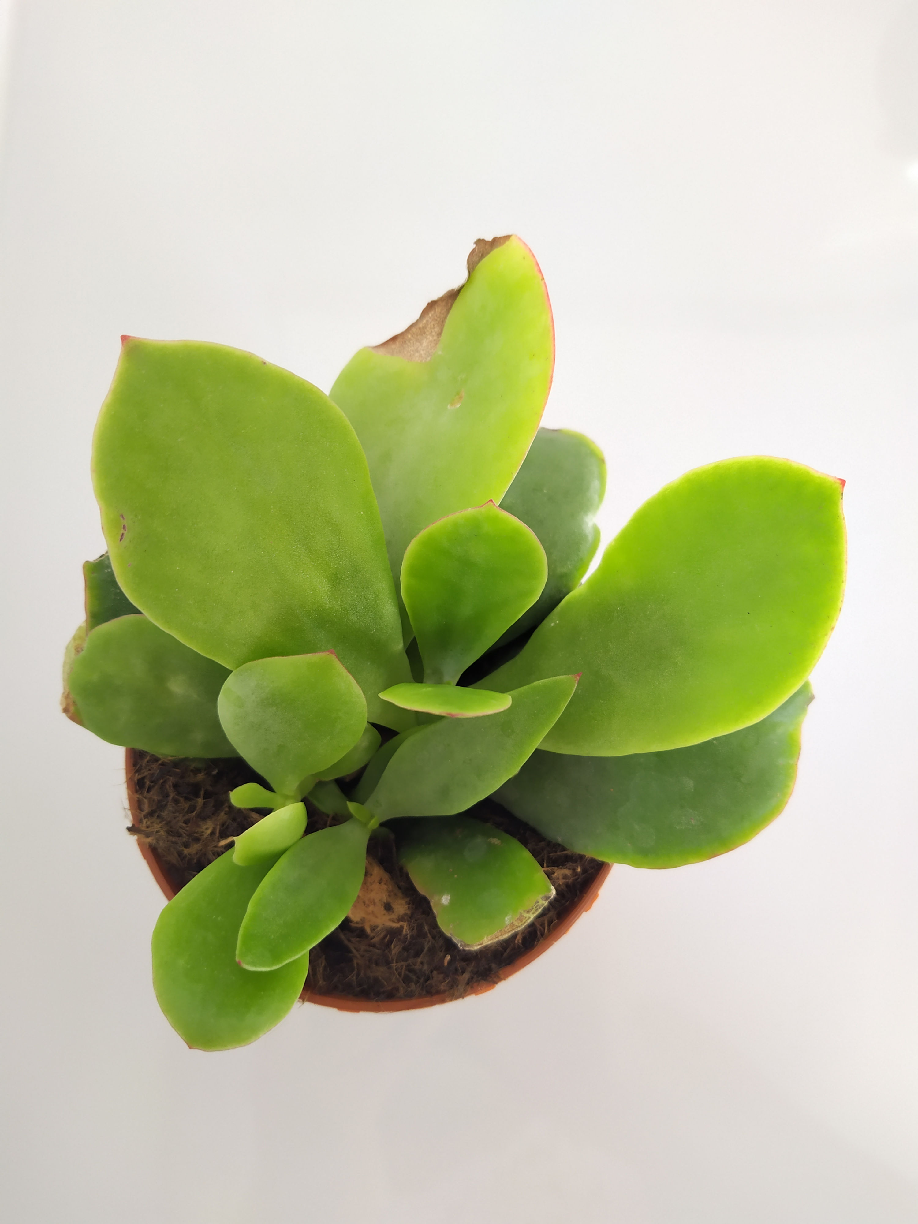 Cotyledon Macrantha