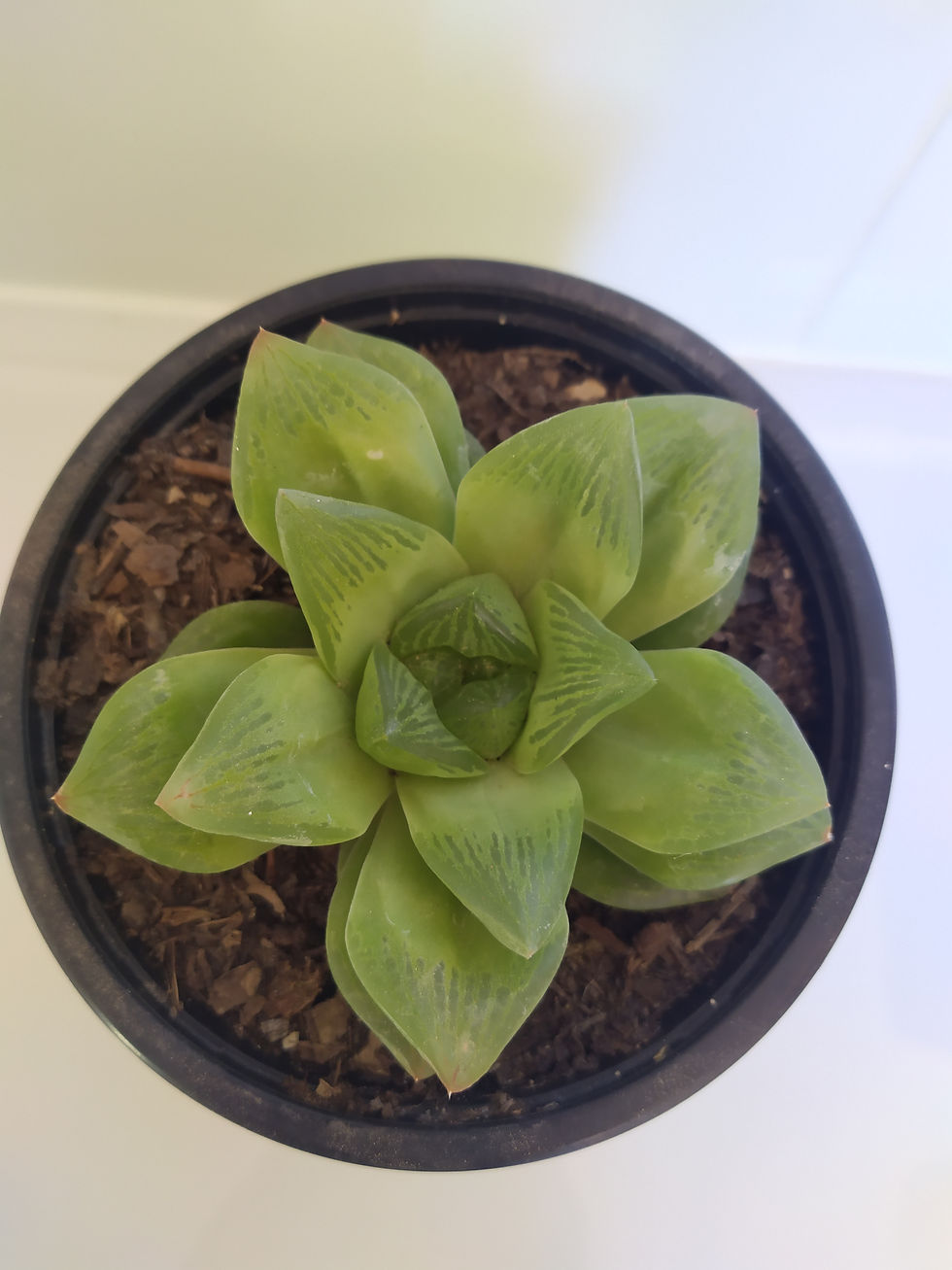 Miniatura: Haworthia Cooperi Pilifera
