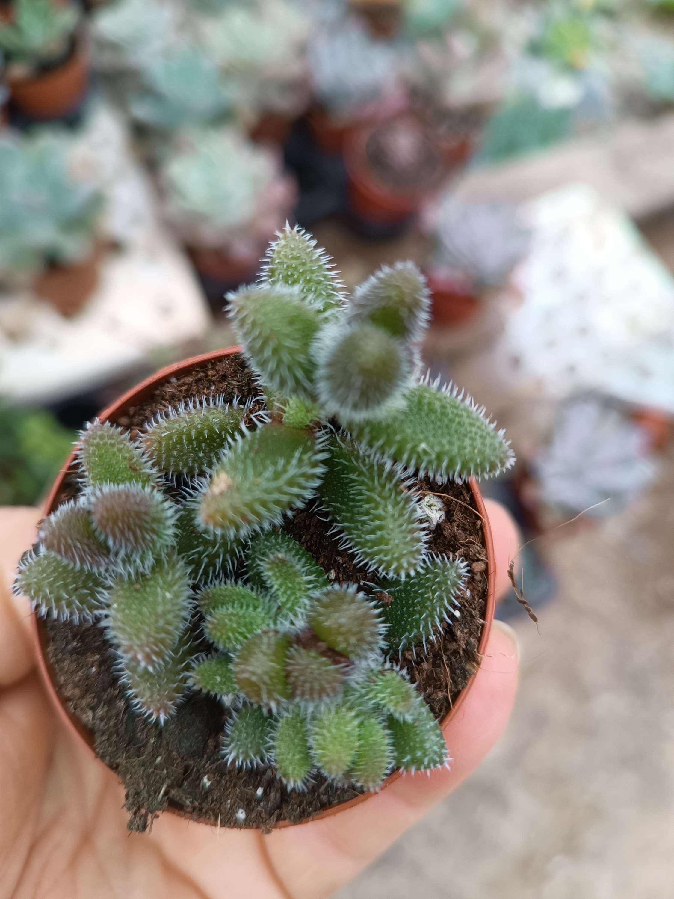 Delosperma echinatum 5m