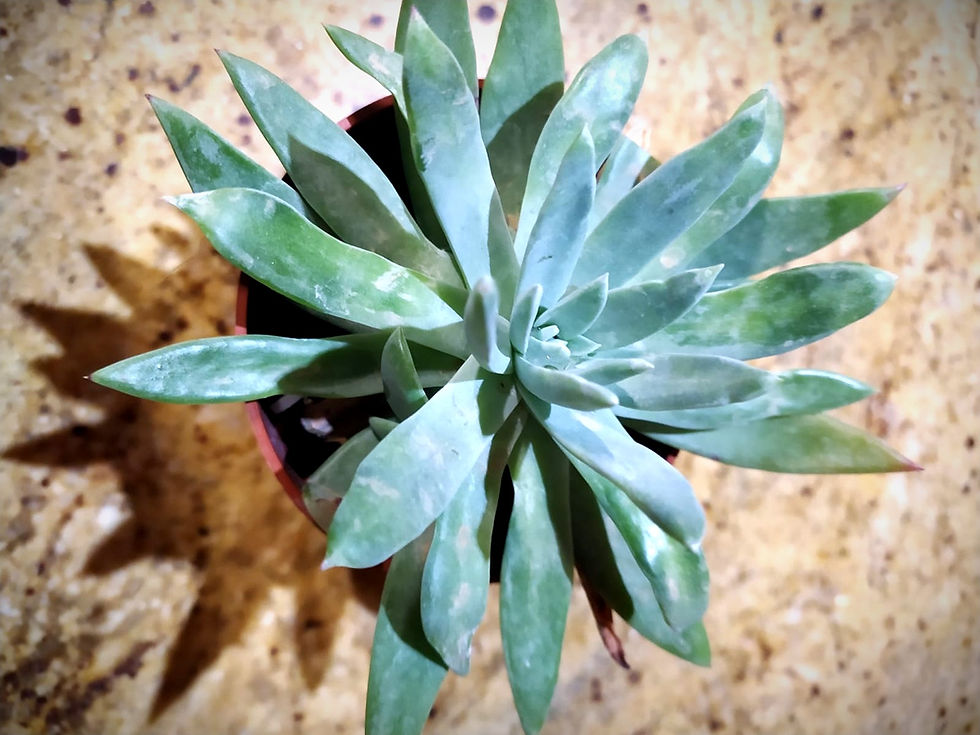 Miniatura: Dudleya Greenei