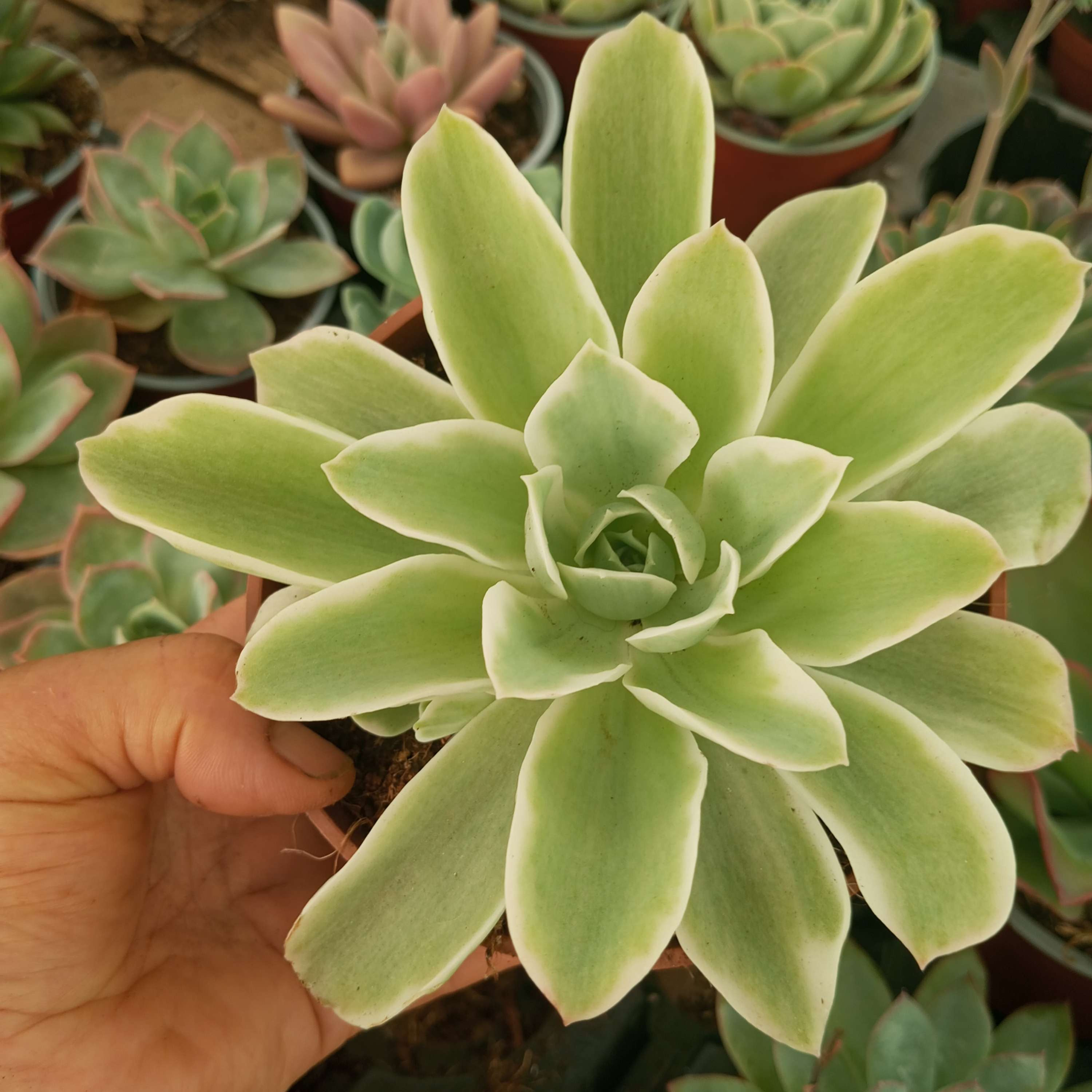 Echeveria Lemon Rose Variegada 13cm