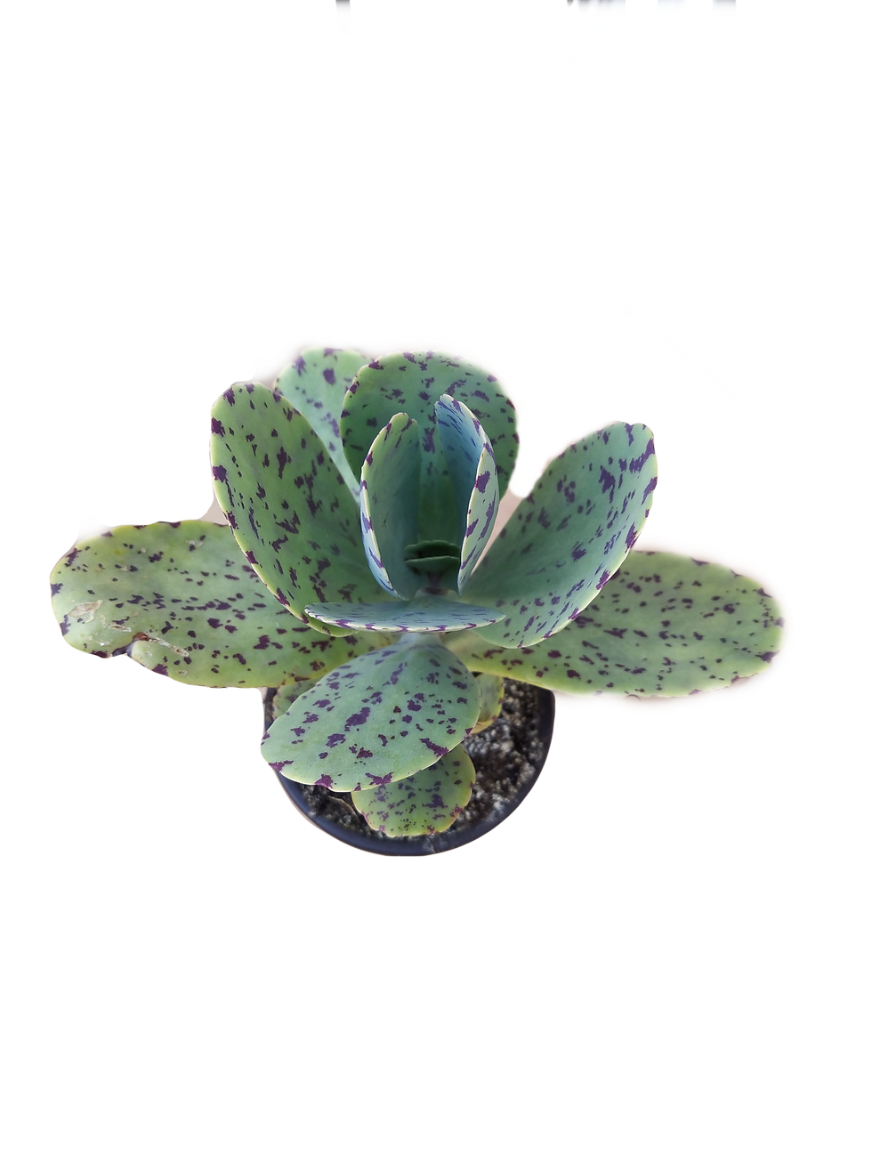 Miniatura: Kalanchoe Marmorata