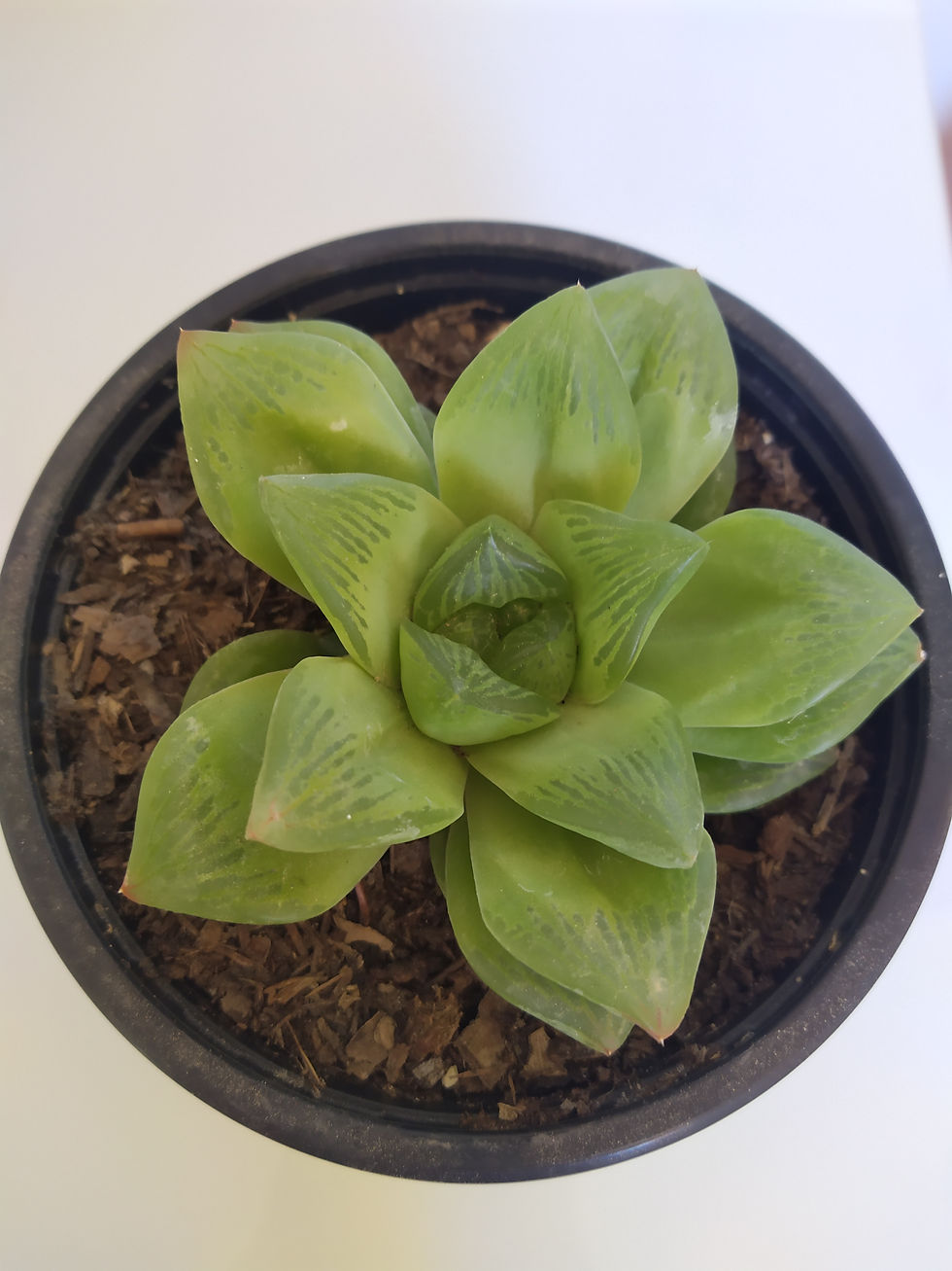 Miniatura: Haworthia Cooperi Pilifera
