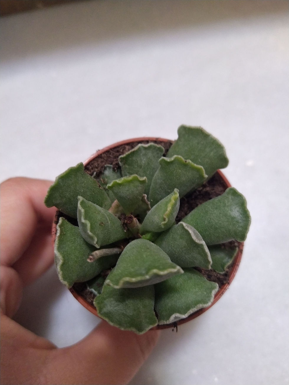 Miniatura: Adromischus Cristatus