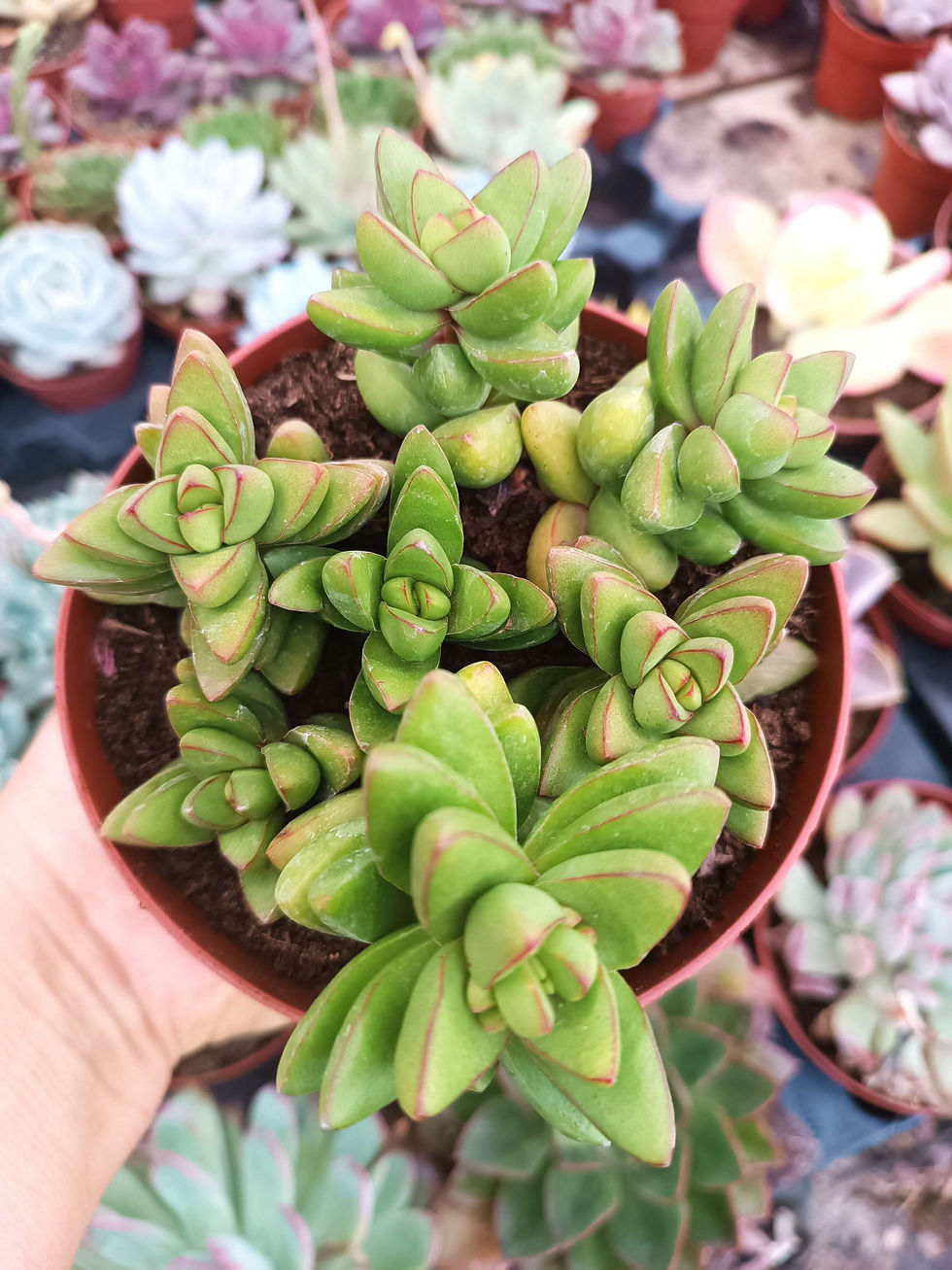 Suculenta Crassula Ben