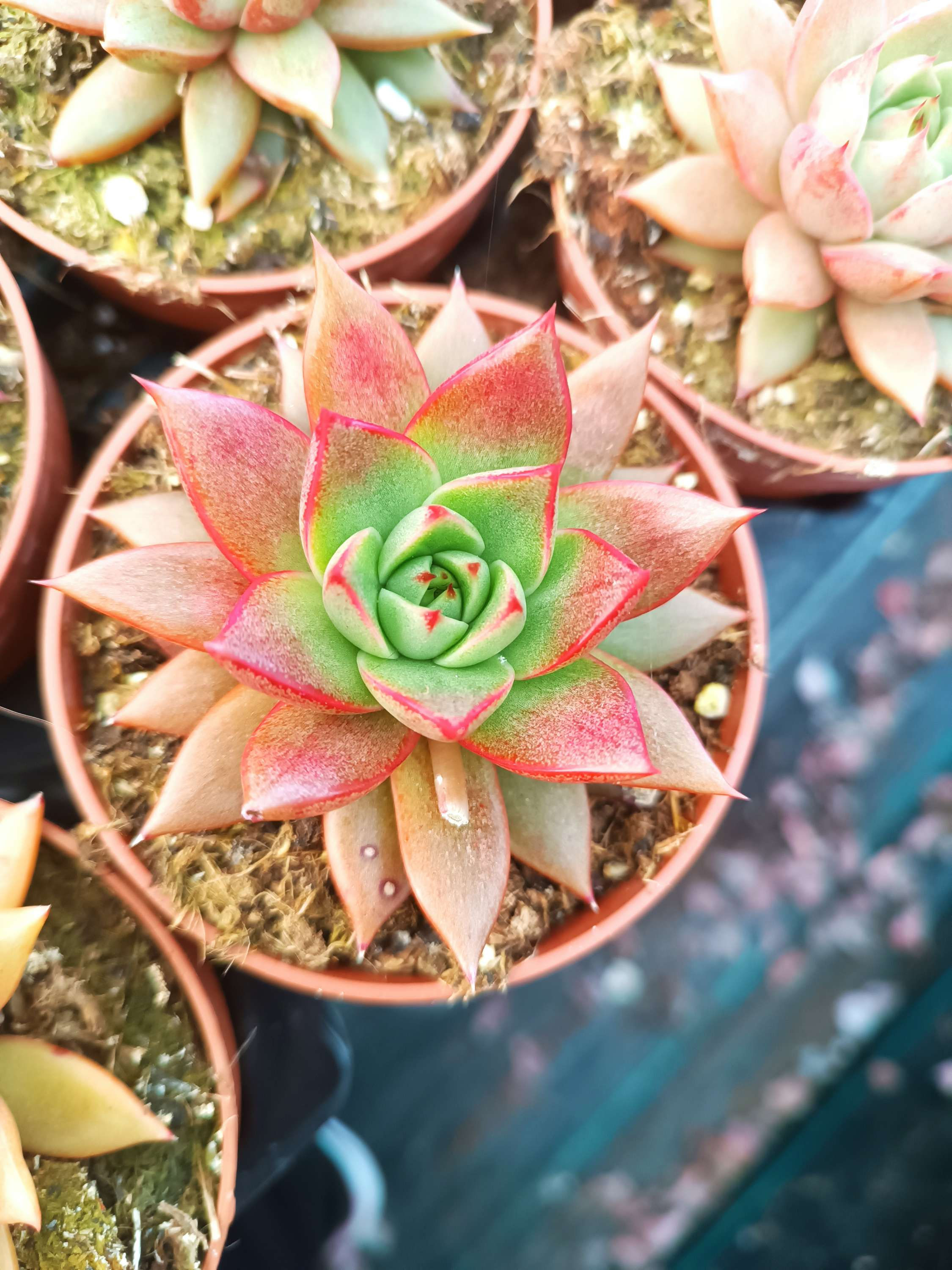 Suculenta Planta Echeveria