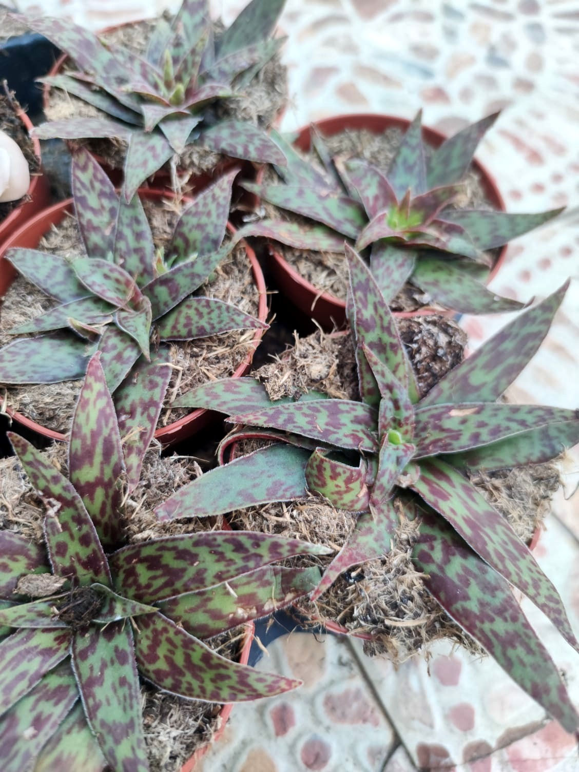 Crassula Alba 8.5 cm