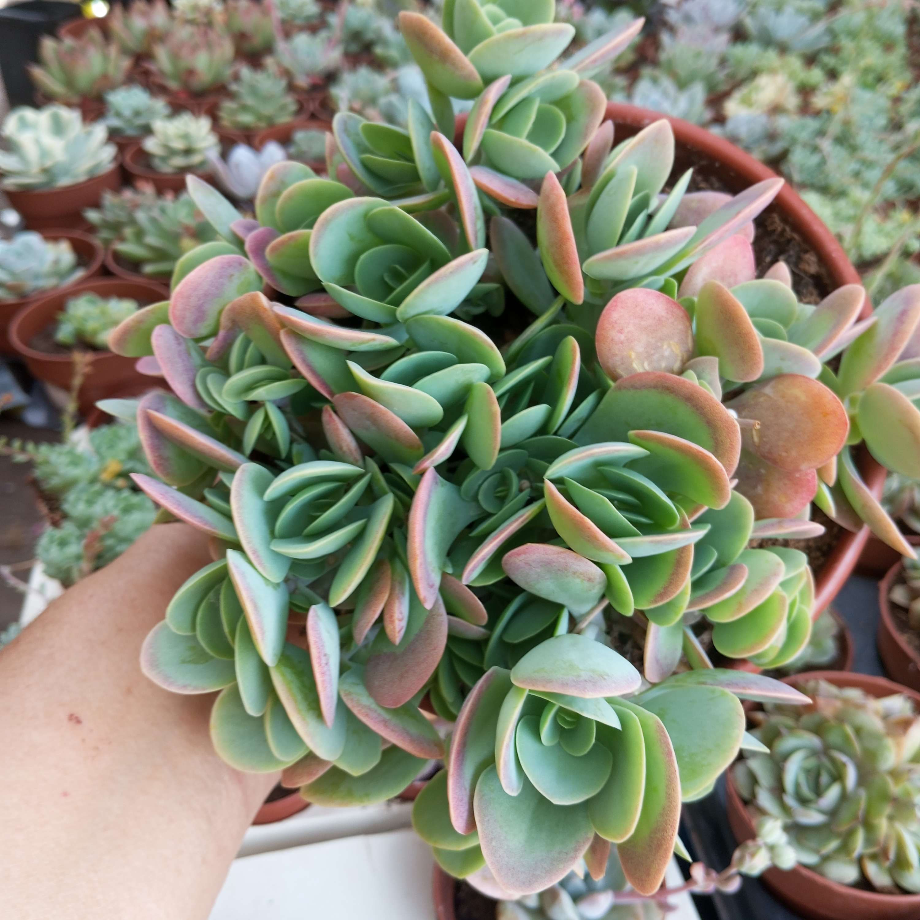 Kalanchoe  Rotundifolia de 15 cm
