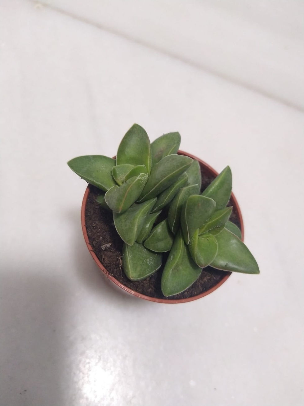 Miniatura: Crassula "Springtime"