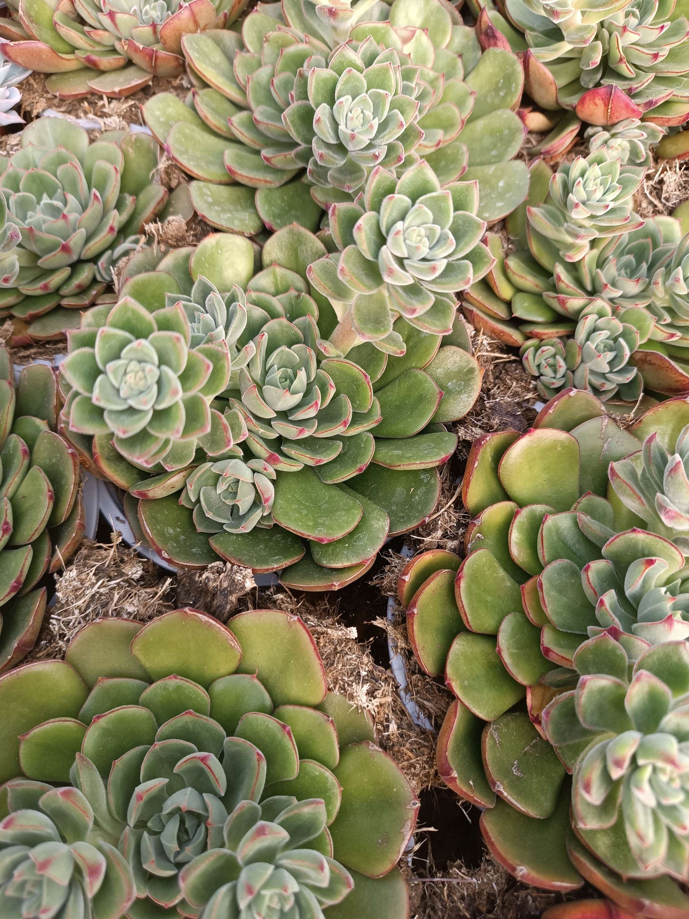 Echeveria Joan Daniel 13cm