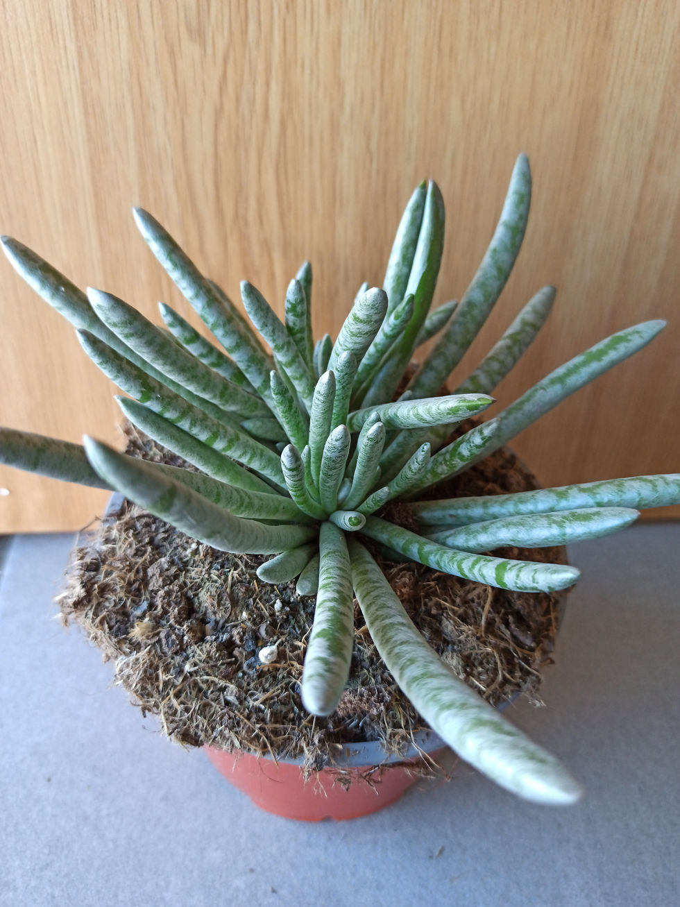 Miniatura: Senecio Scaposus