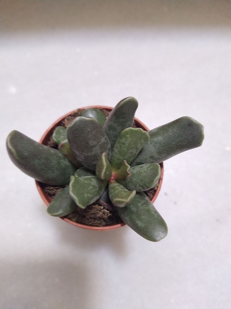 Miniatura: Adromischus Cooperi
