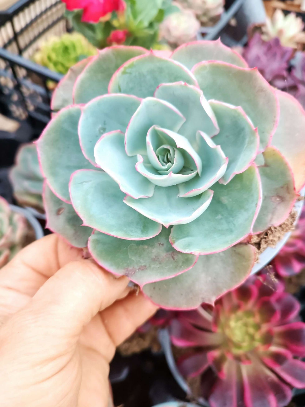 Echeveria Planta Suculenta  