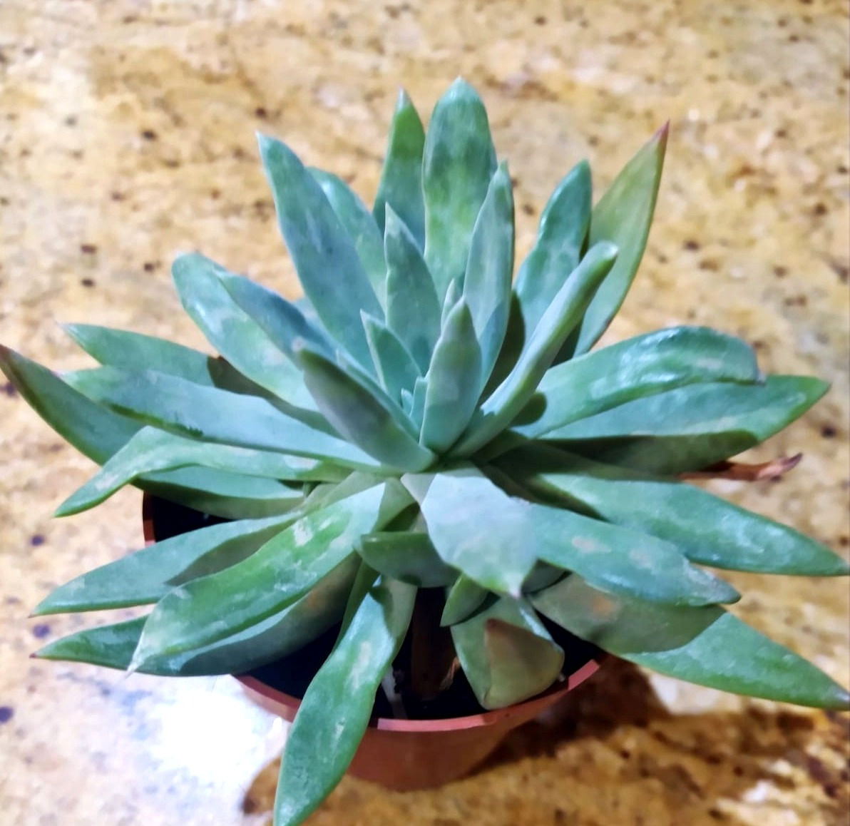 Dudleya Greenei